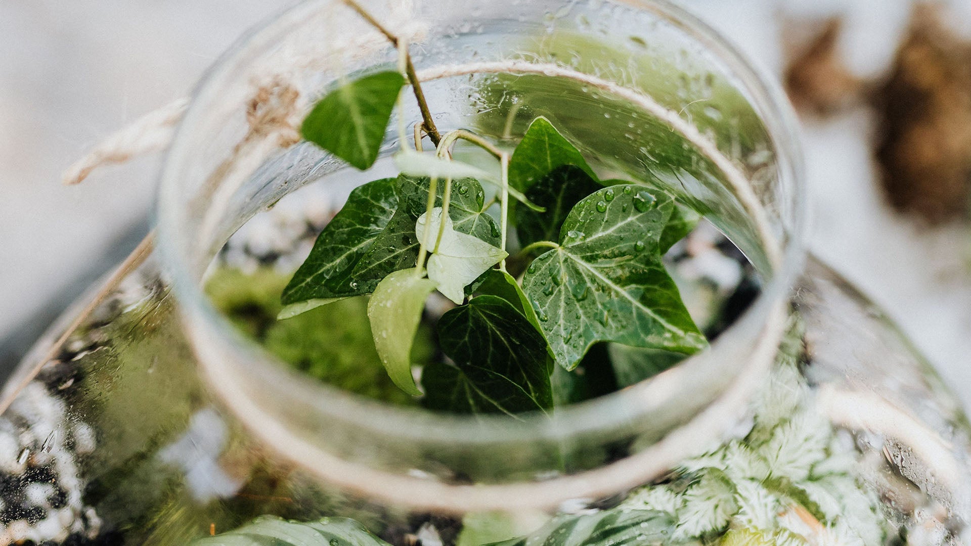 Everything You Need to Build Your First Terrarium (And Where to Buy It in Toronto)