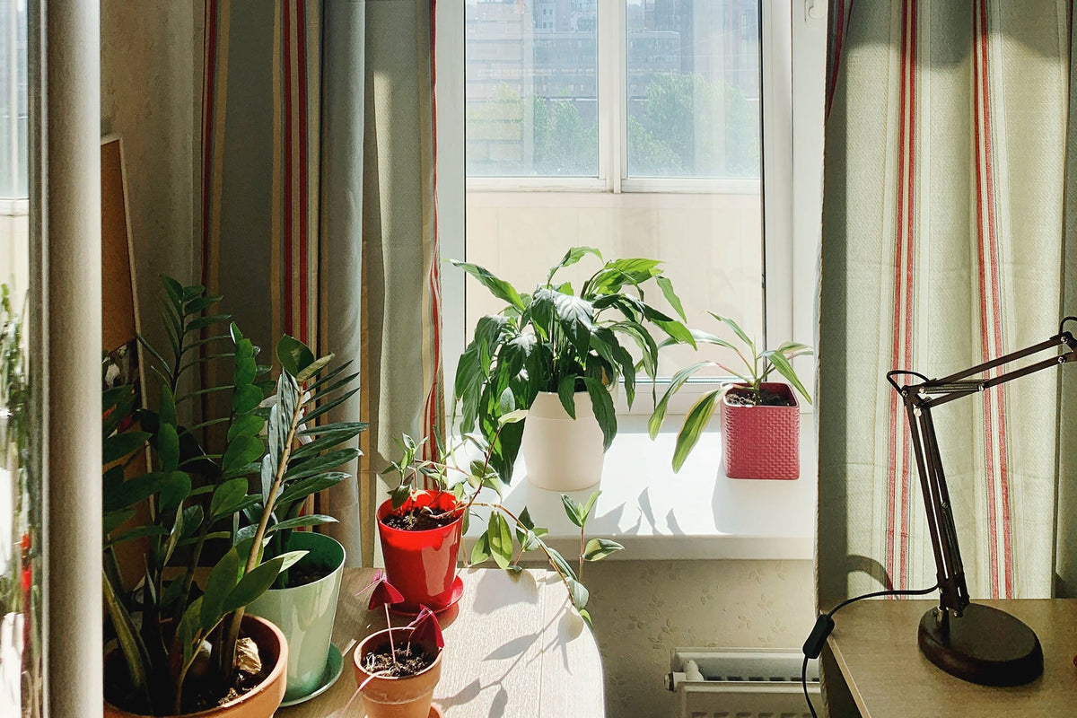 The Best Plants for Condos in Toronto: A Complete Guide from an Eco-Friendly Florist