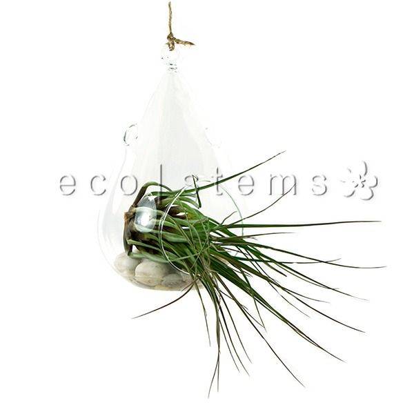 Raindrop Air Plant Terrarium Toronto