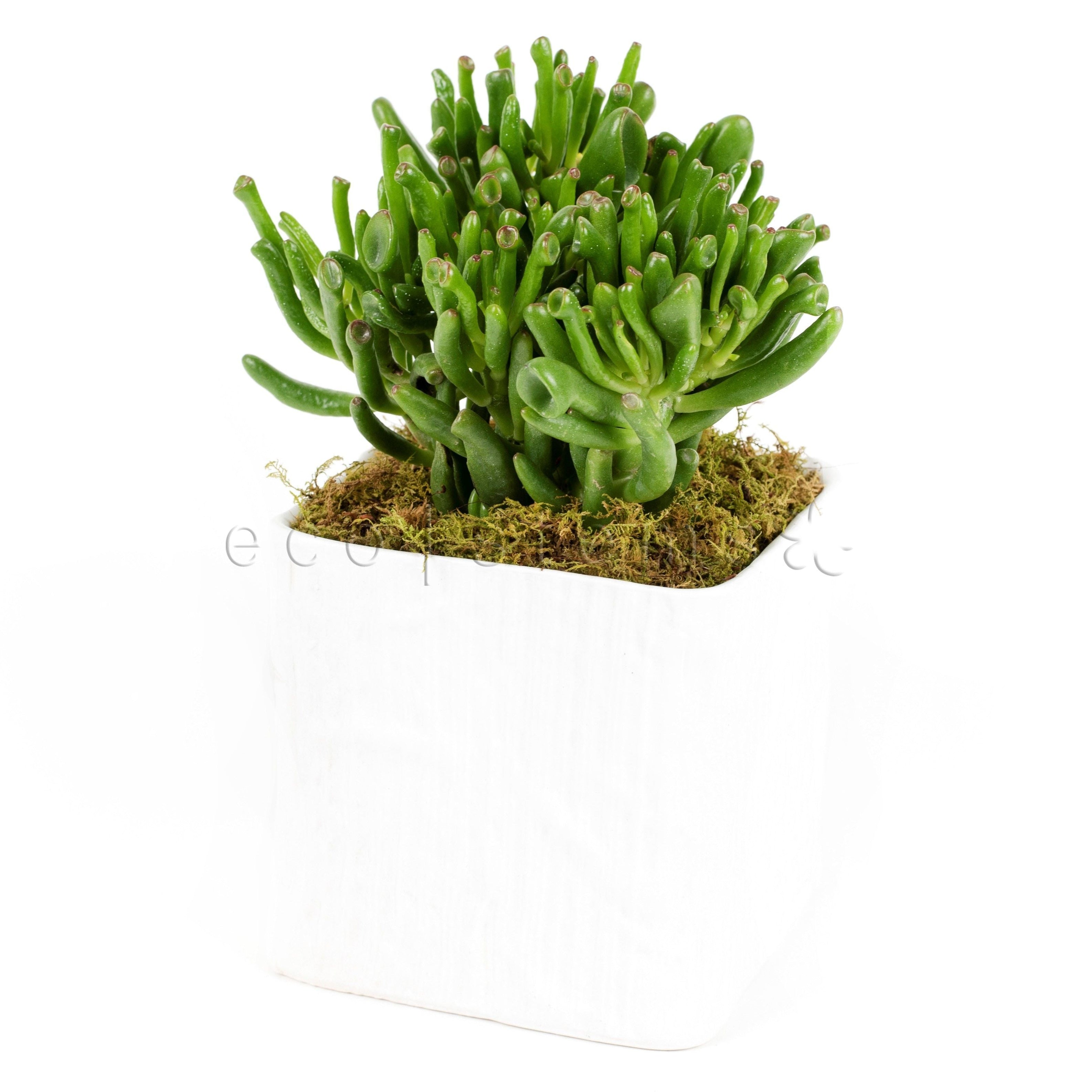 Coral Jade Plant Potted Toronto