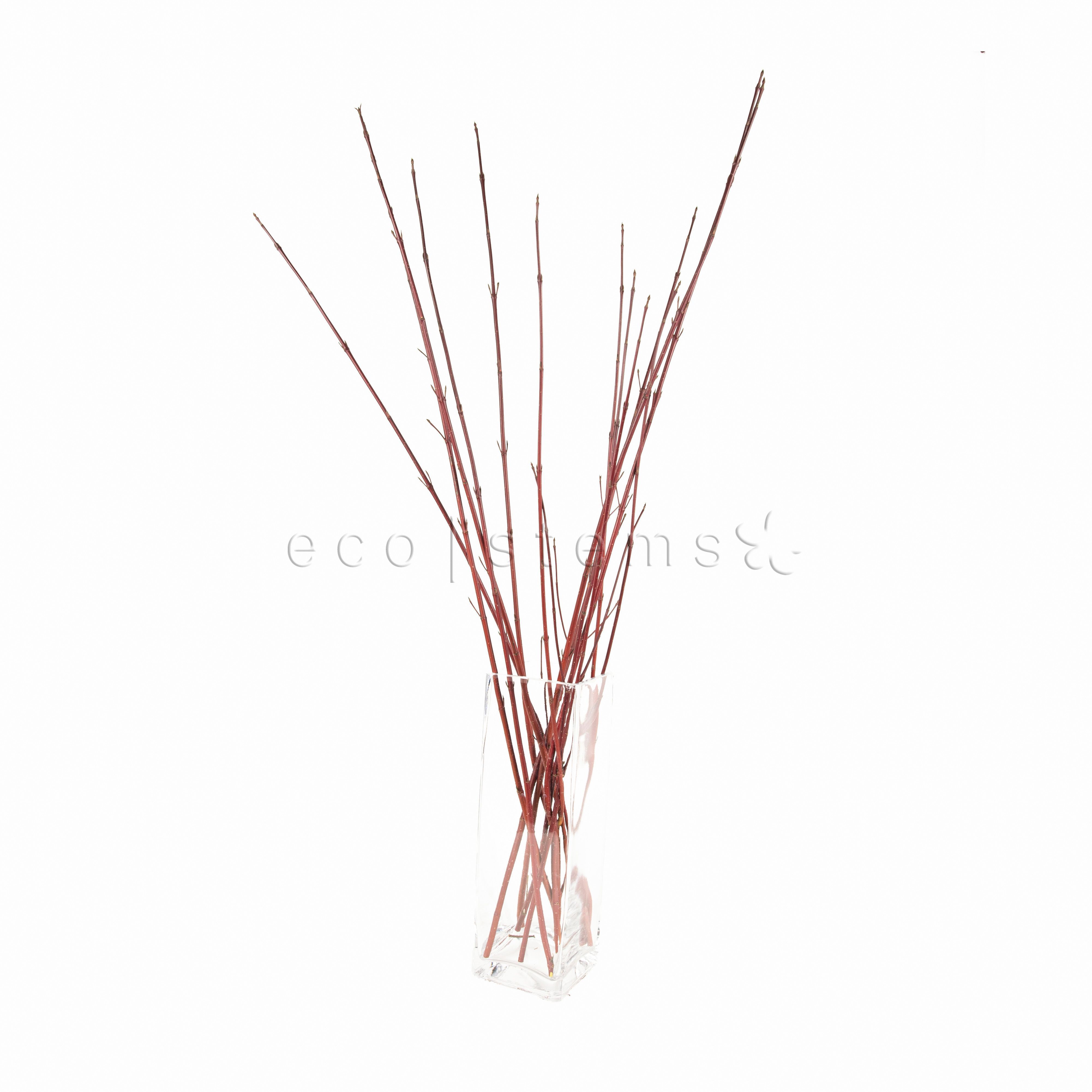 Red Dogwood Branches Floral Art Toronto