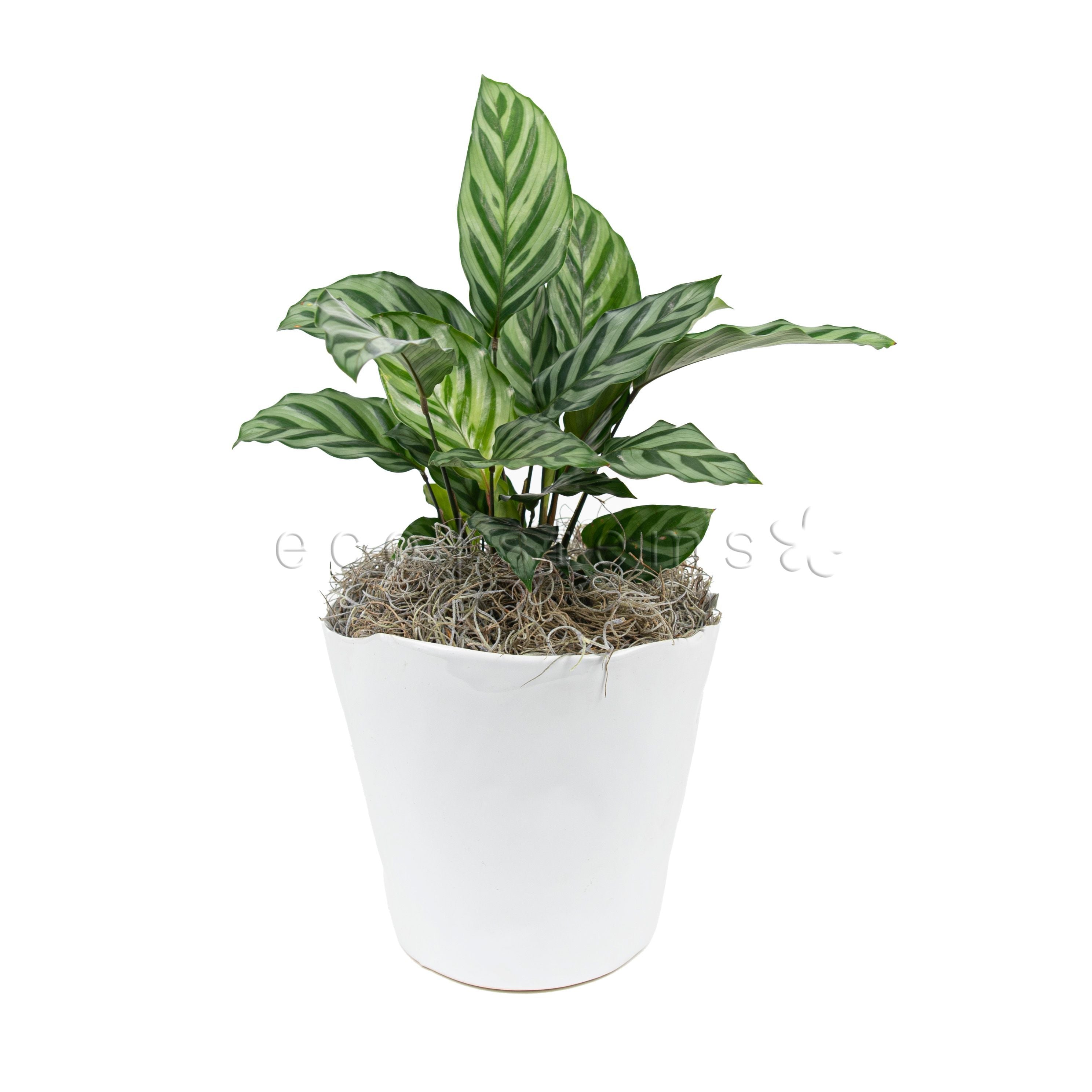 Zebra Prayer Potted Indoor Plant Toronto