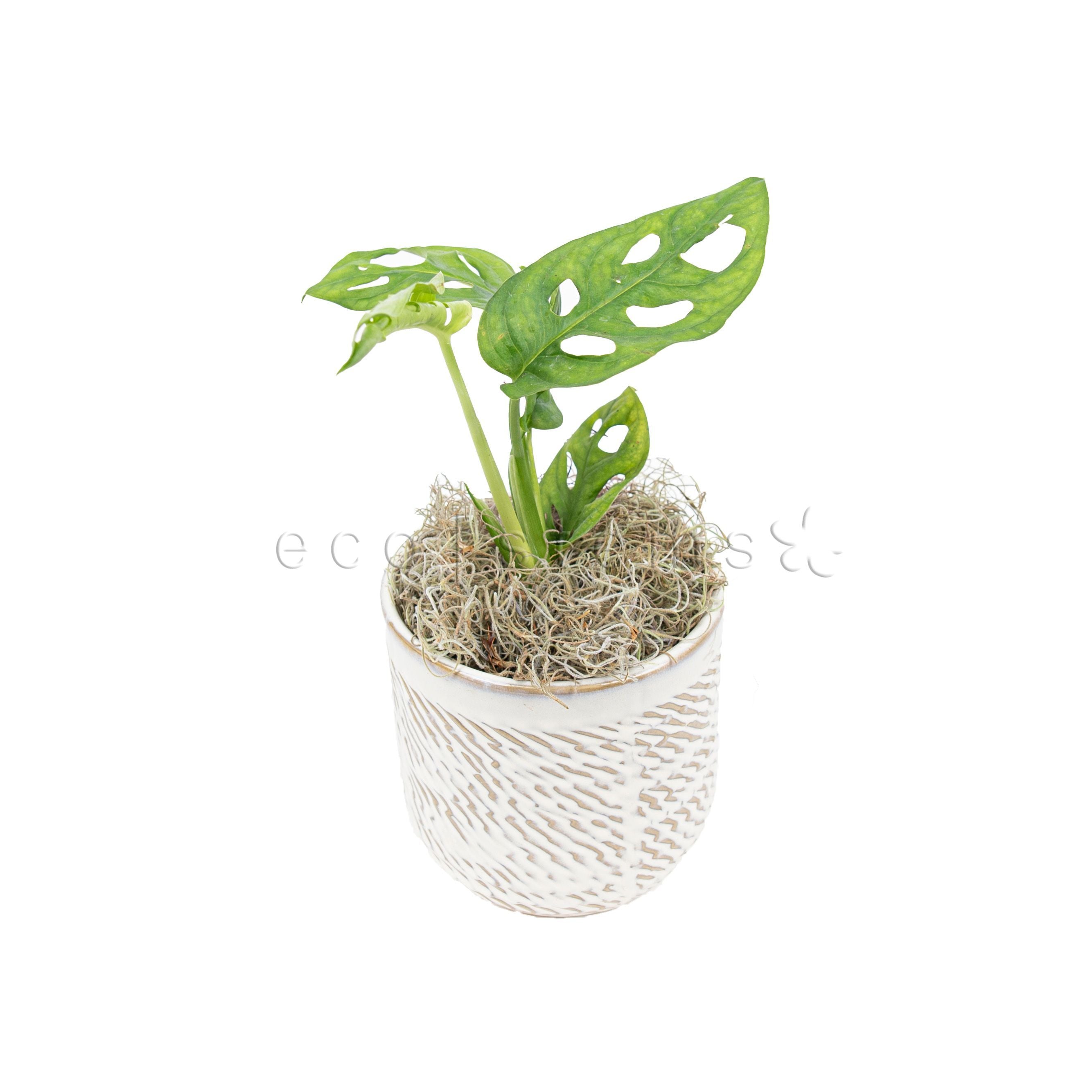 Swiss Cheese Vine Potted Indoor Plant Toronto