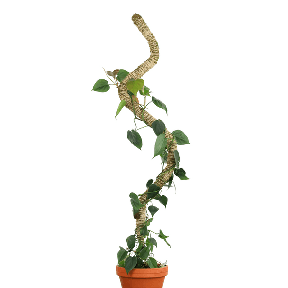 Tall bendable moss pole with natural moss covering, supporting climbing houseplants in a terracotta pot, ideal for indoor gardening