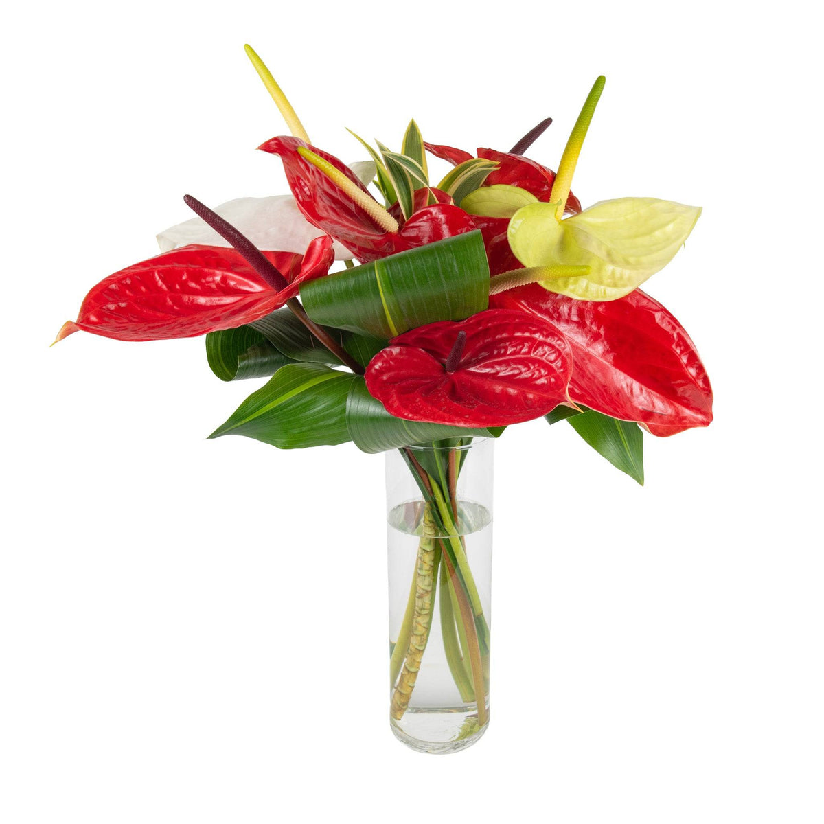 Vase arrangement of tropical Anthurium flowers in red, white, and yellow with green leaves, perfect for celebrations in Toronto.