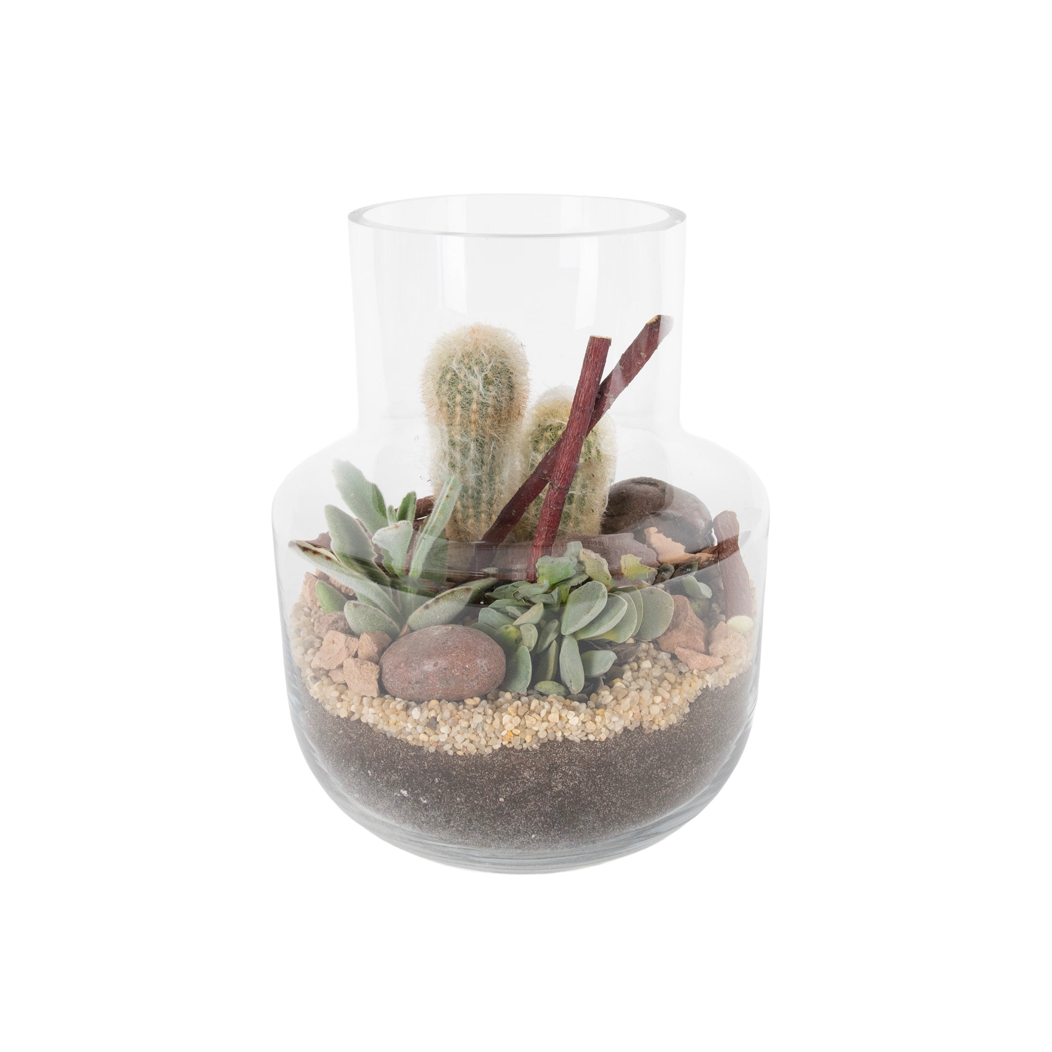 Horizon Desert Glass Terrariums