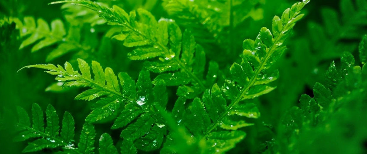 florist near me Toronto Ontario