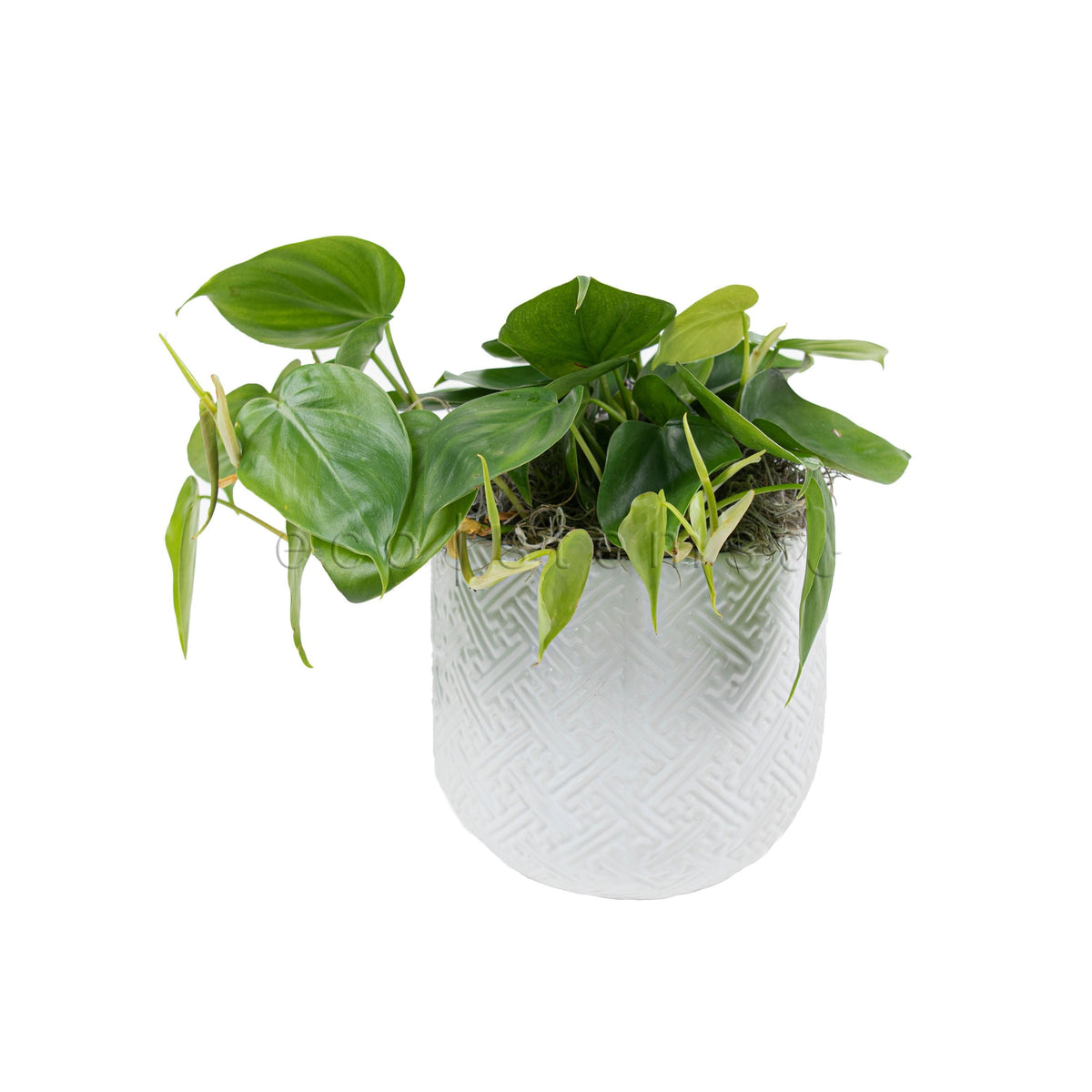 Green Heart-Leaf Philodendron Potted Indoor Plant Toronto