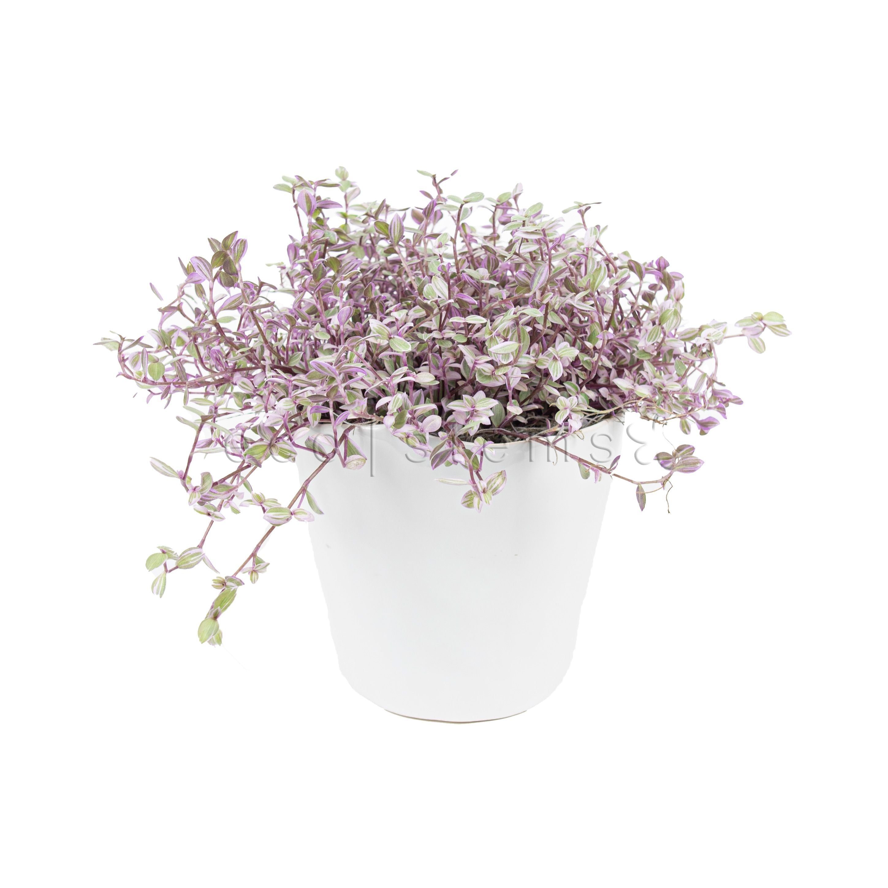 Mini Pink Inch Potted Indoor Plant Toronto