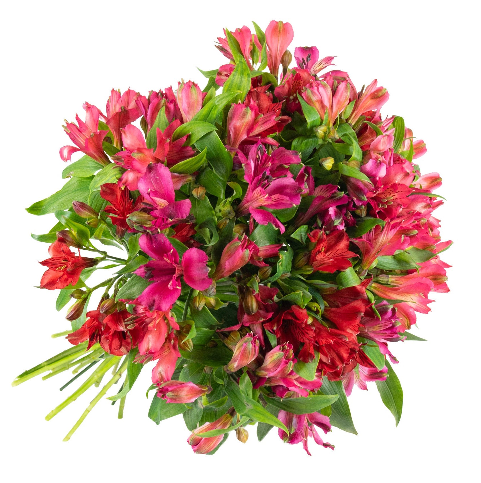 Alstroemeria Fresh Flowers - Bouquets & Vase Arrangements