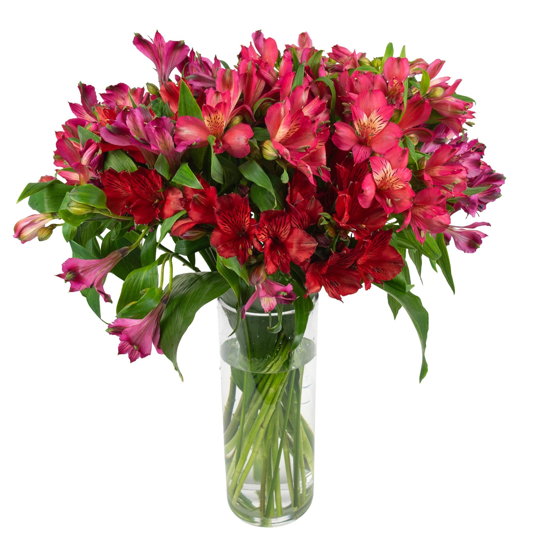 Alstroemeria Fresh Flowers - Bouquets & Vase Arrangements