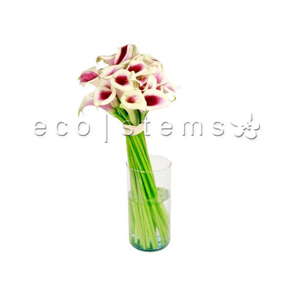 Calla Lily Fresh Flowers Arrangement Toronto Ontario Delivery