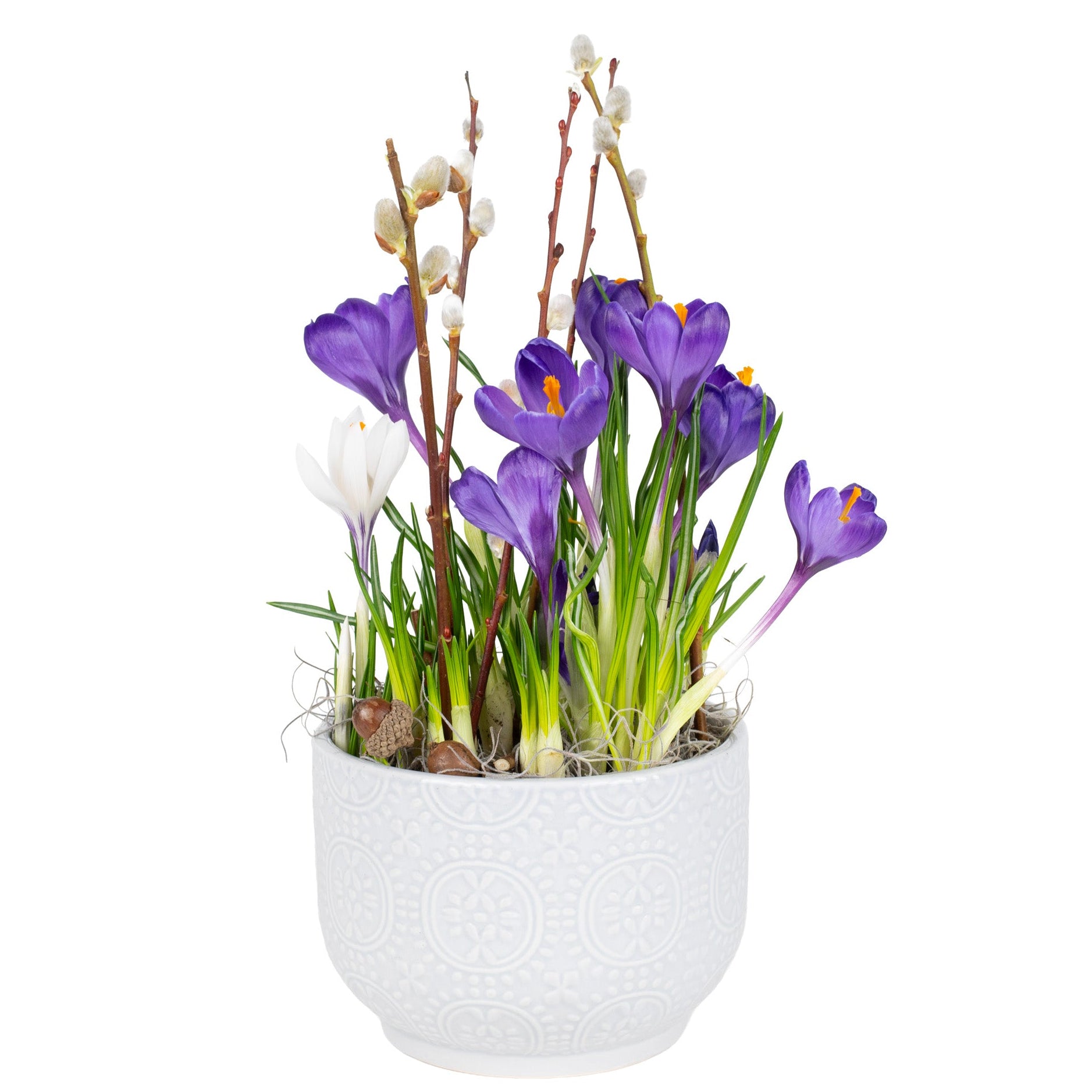 Mini Crocus Garden Planter Toronto Delivery
