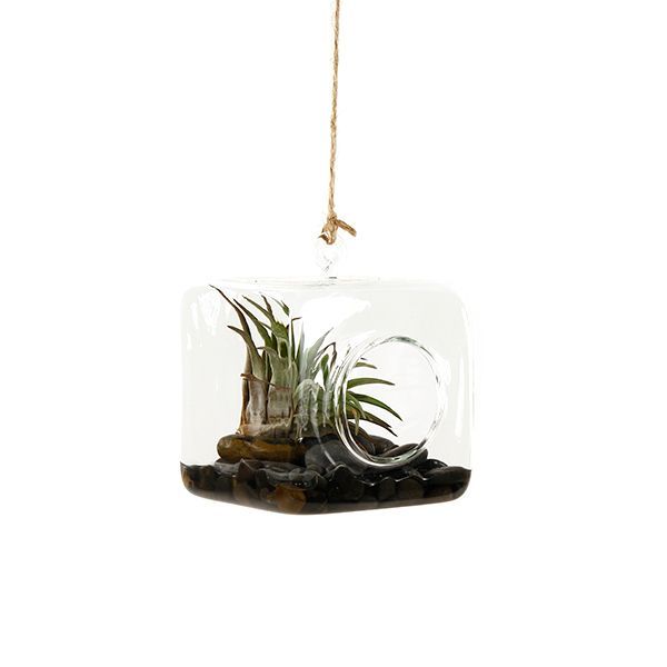 Cube Air Plant Terrarium Toronto