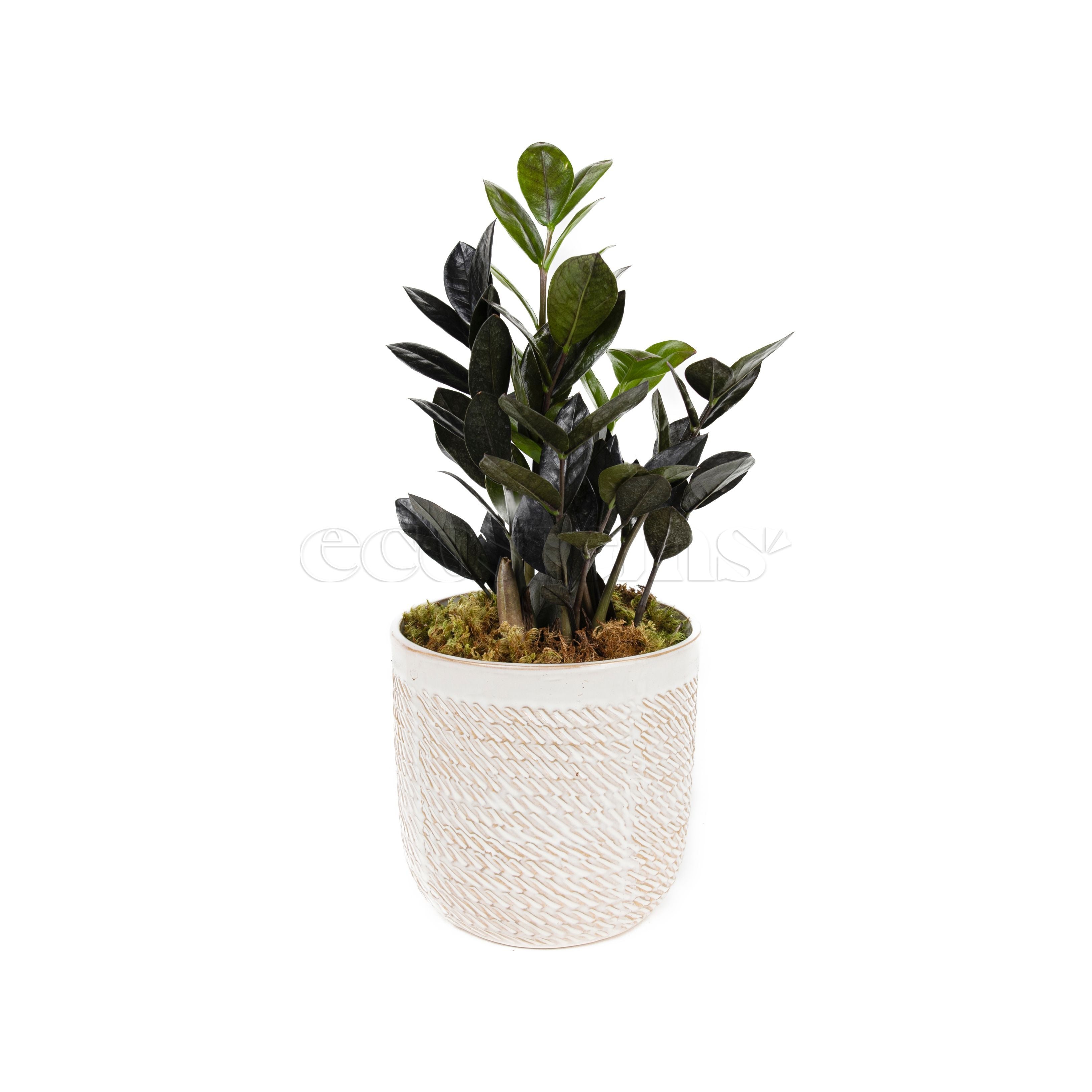 where to buy zz plant toronto ZZ Raven Potted Indoor Plant Toronto Delivery