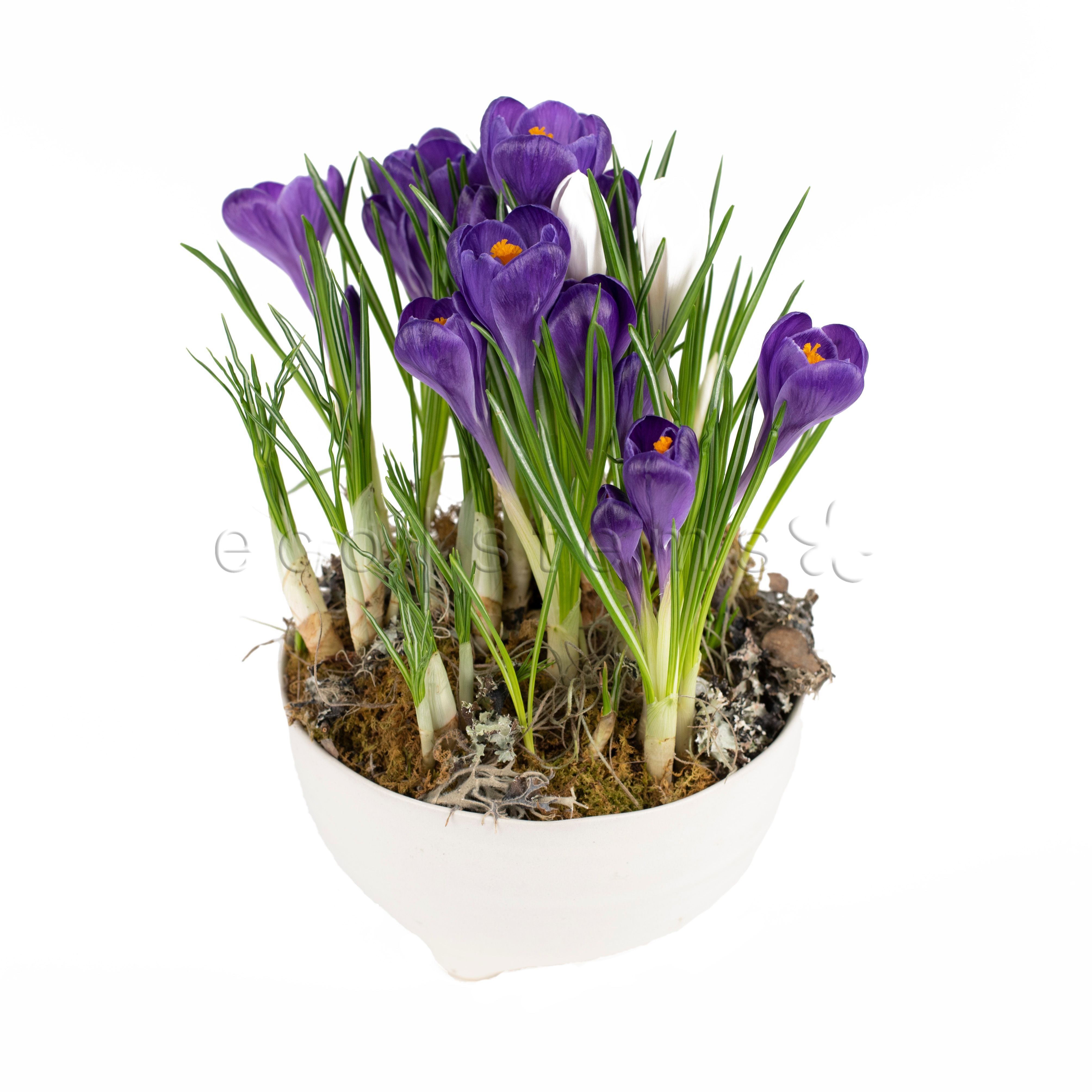Mini Crocus Garden Planter Toronto