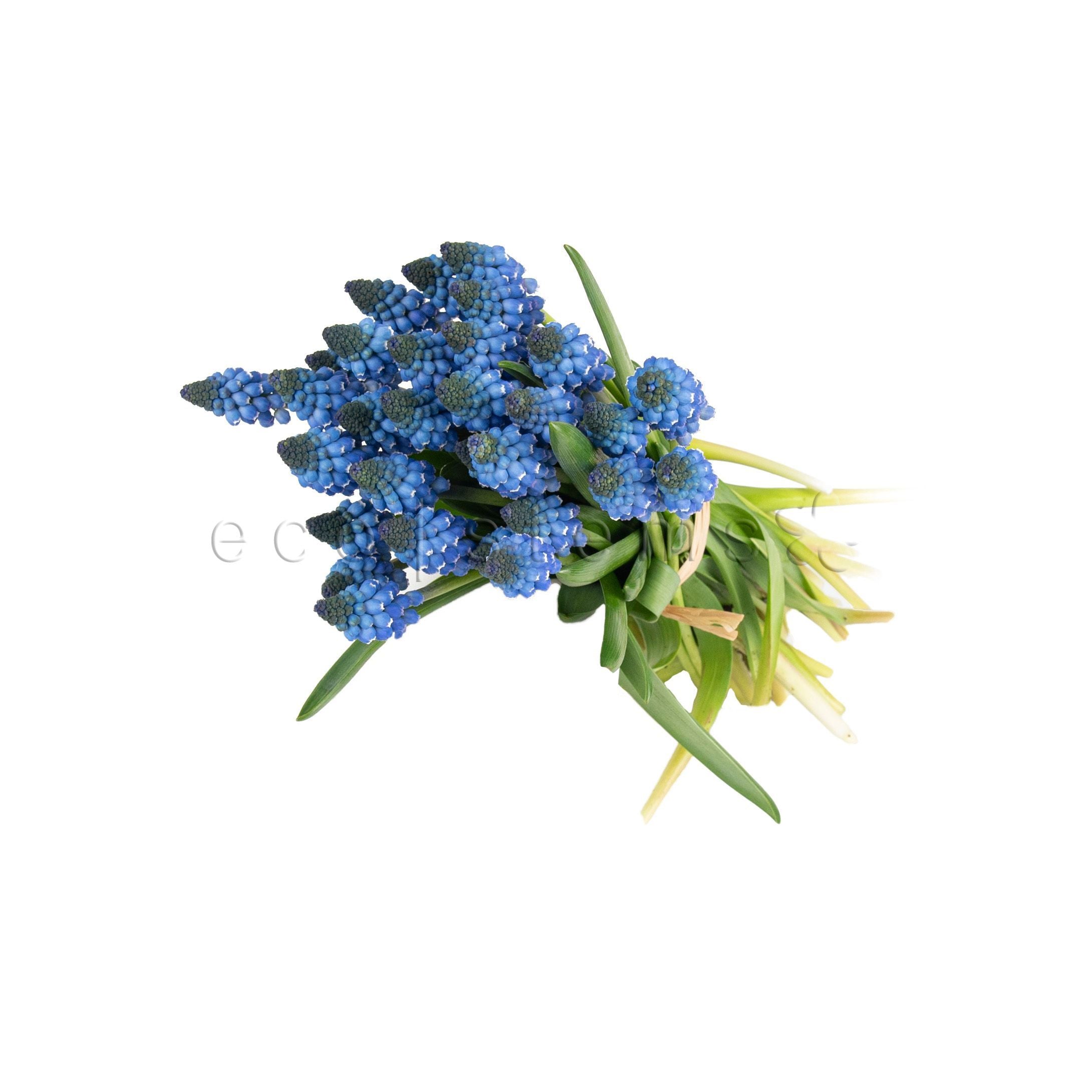 Grape Hyacinth Fresh Flowers Arrangement Toronto