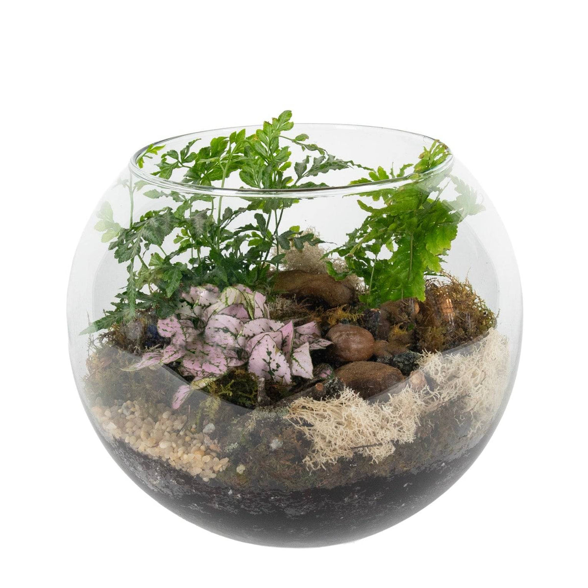 Glass bowl terrarium with lush green ferns, pink and green variegated leaves, small rocks, and moss, designed for indoor plant decor