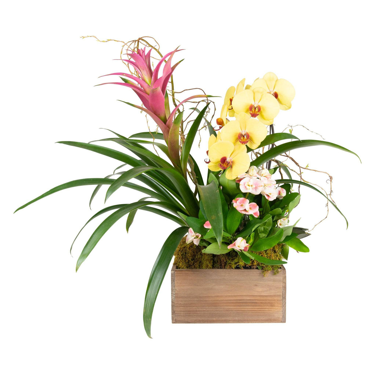 Mixed flowering tropical indoor plant arrangement with pink bromeliad, green foliage, and moss in a wooden planter, ideal for home decor.
