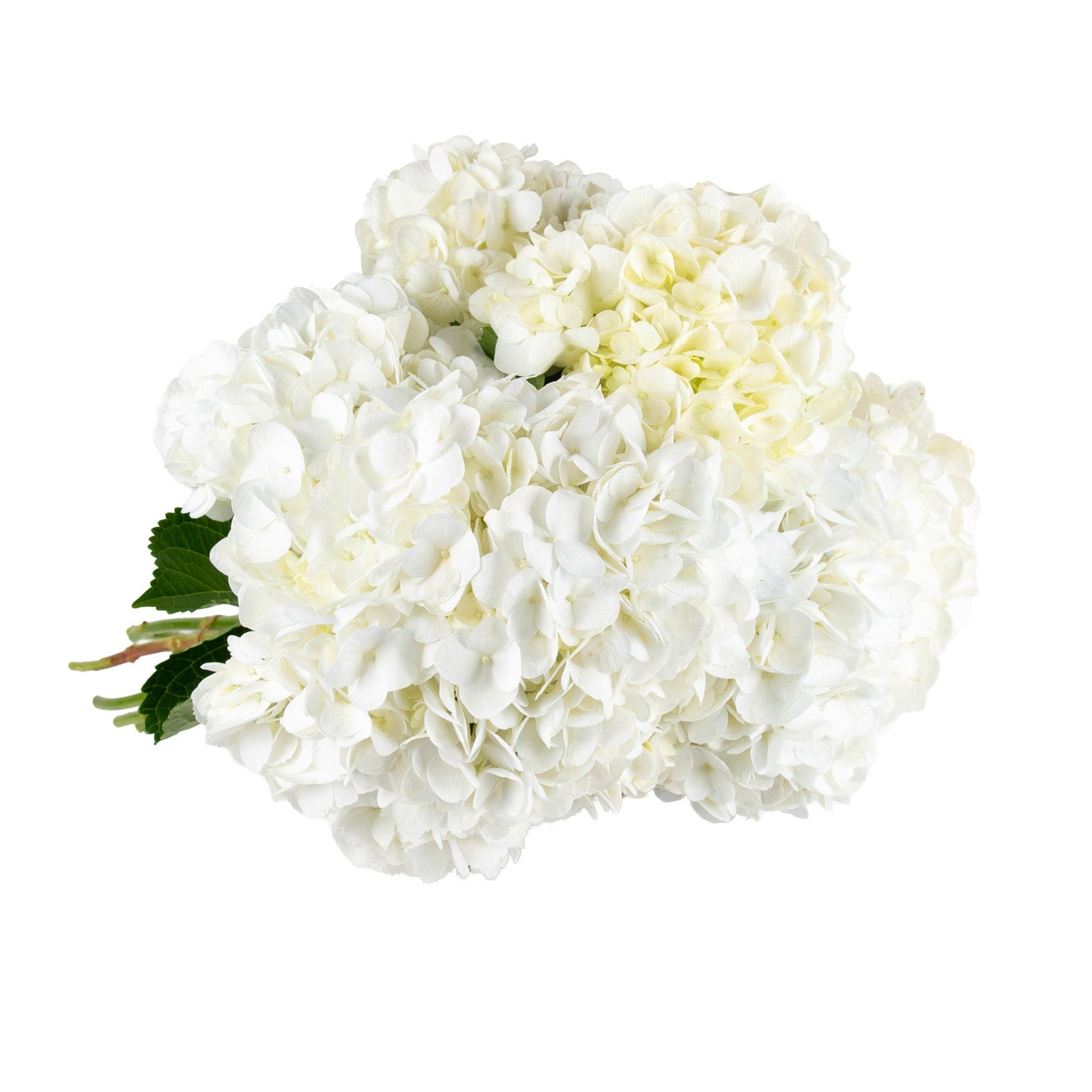 Hydrangea Fresh Flowers - Bouquets & Vase Arrangements