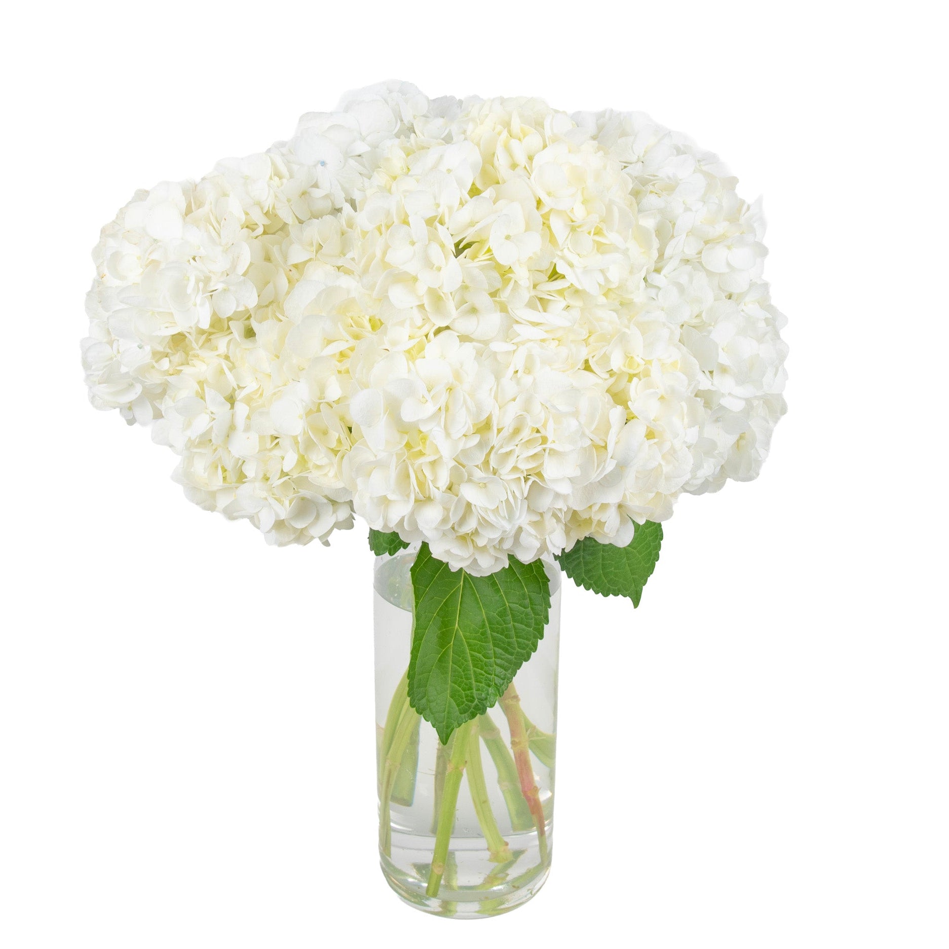 Hydrangea Fresh Flowers - Bouquets & Vase Arrangements