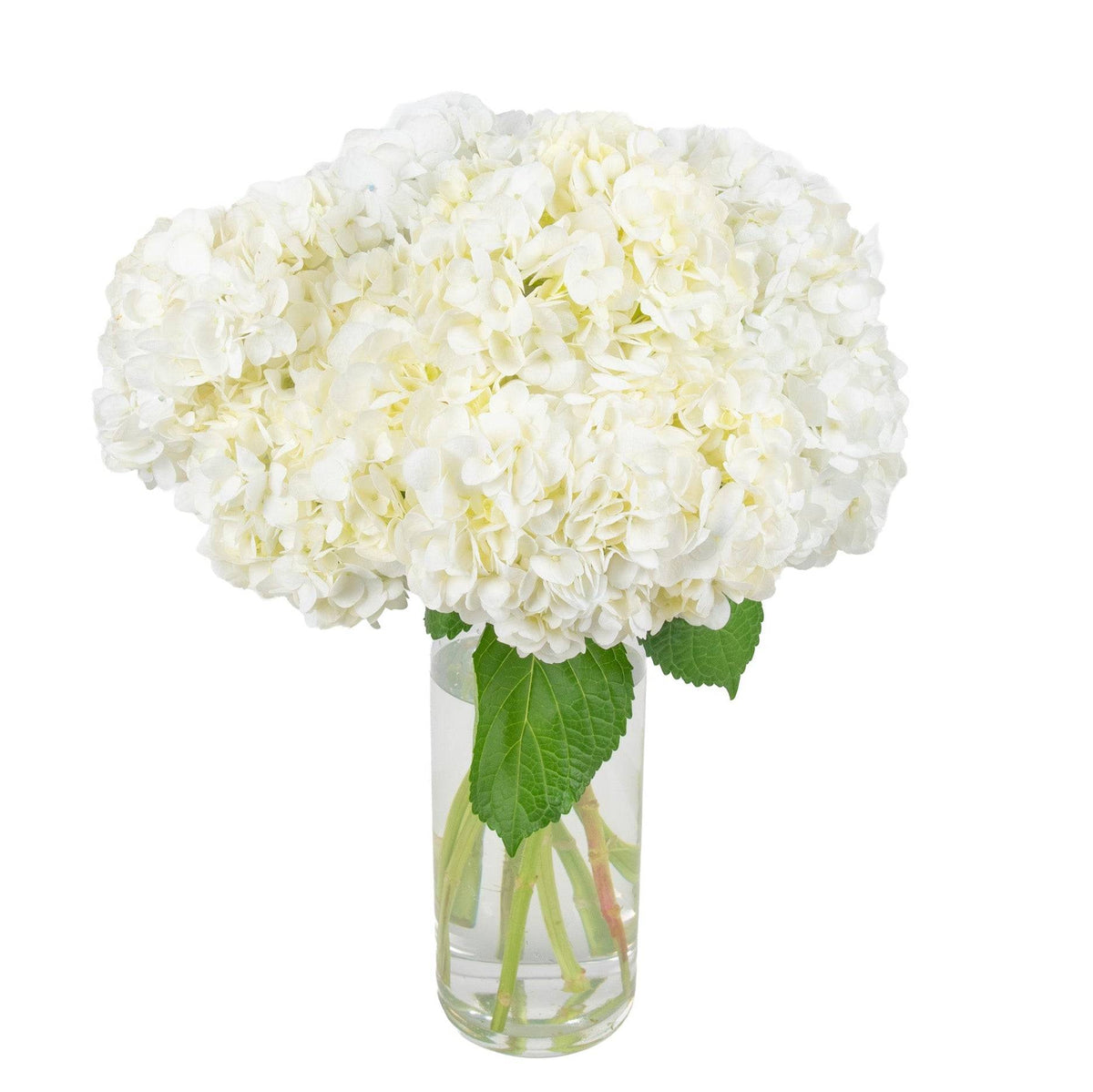 Elegant bouquet of white hydrangea flowers with green leaves in a clear glass vase, perfect for gift giving or home decor.