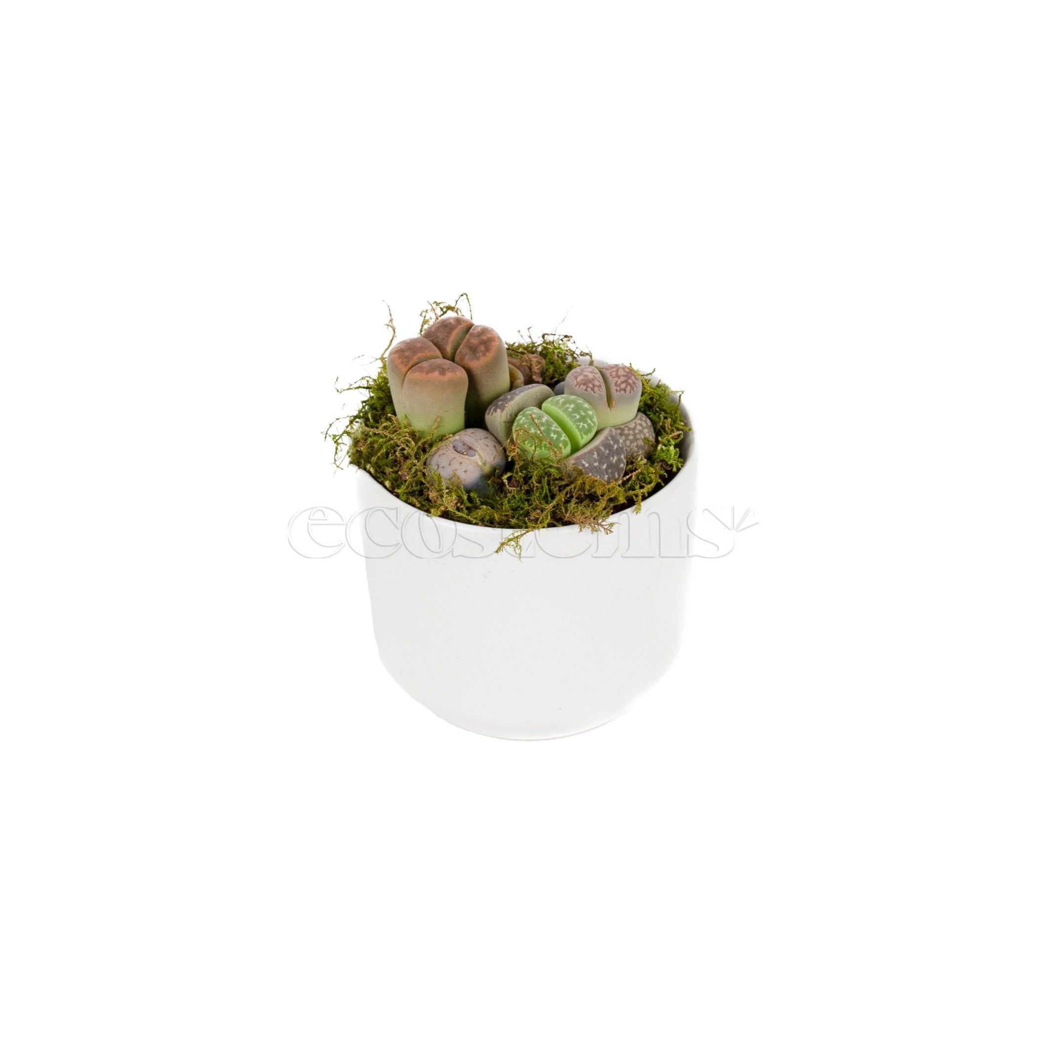 Living Stones Potted Indoor Plant Toronto