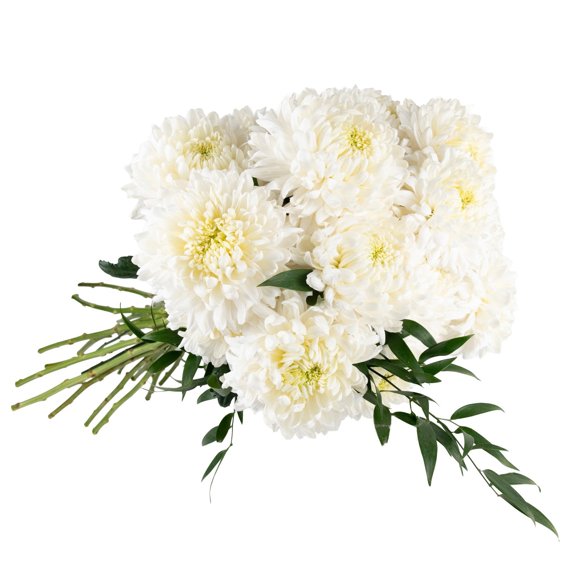 Magnum Chrysanthemum Fresh Flowers - Bouquets & Vase Arrangements