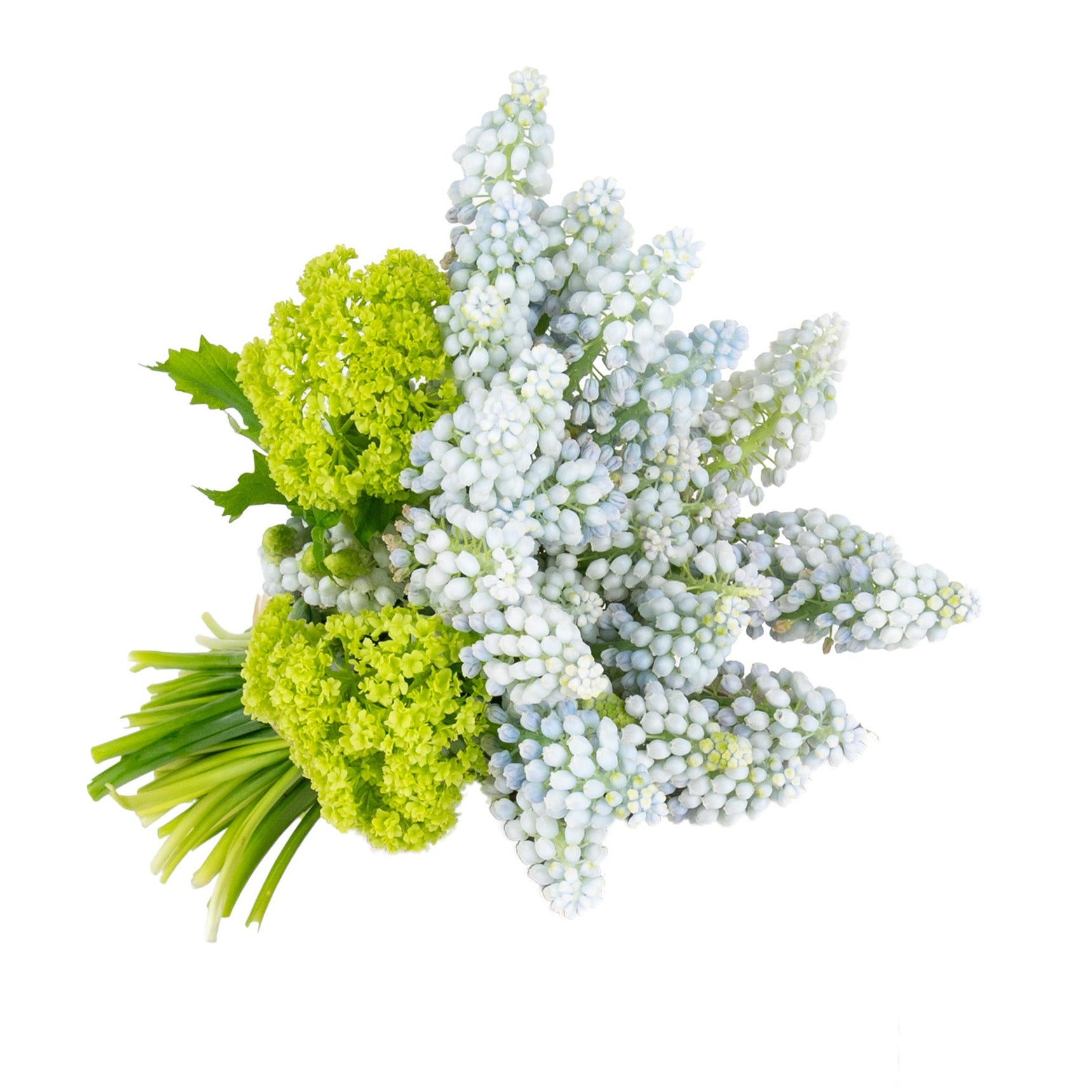 Jacinthe de raisin - Bouquets et compositions florales