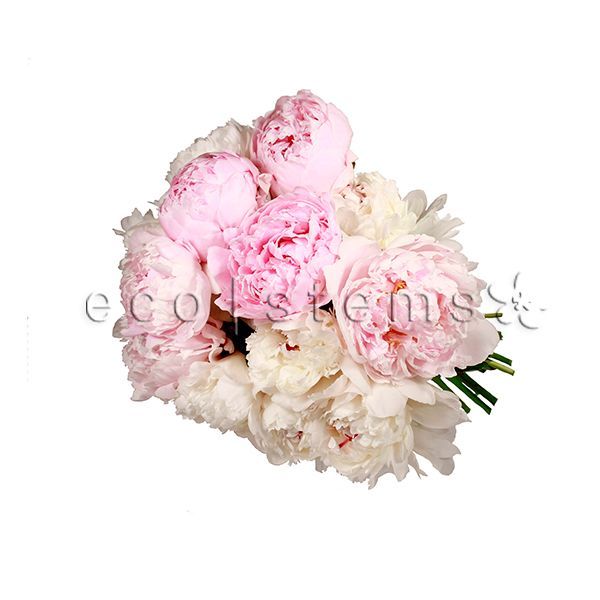 Peonies Fresh Flowers Vase Fresh Flowers Arrangement Toronto