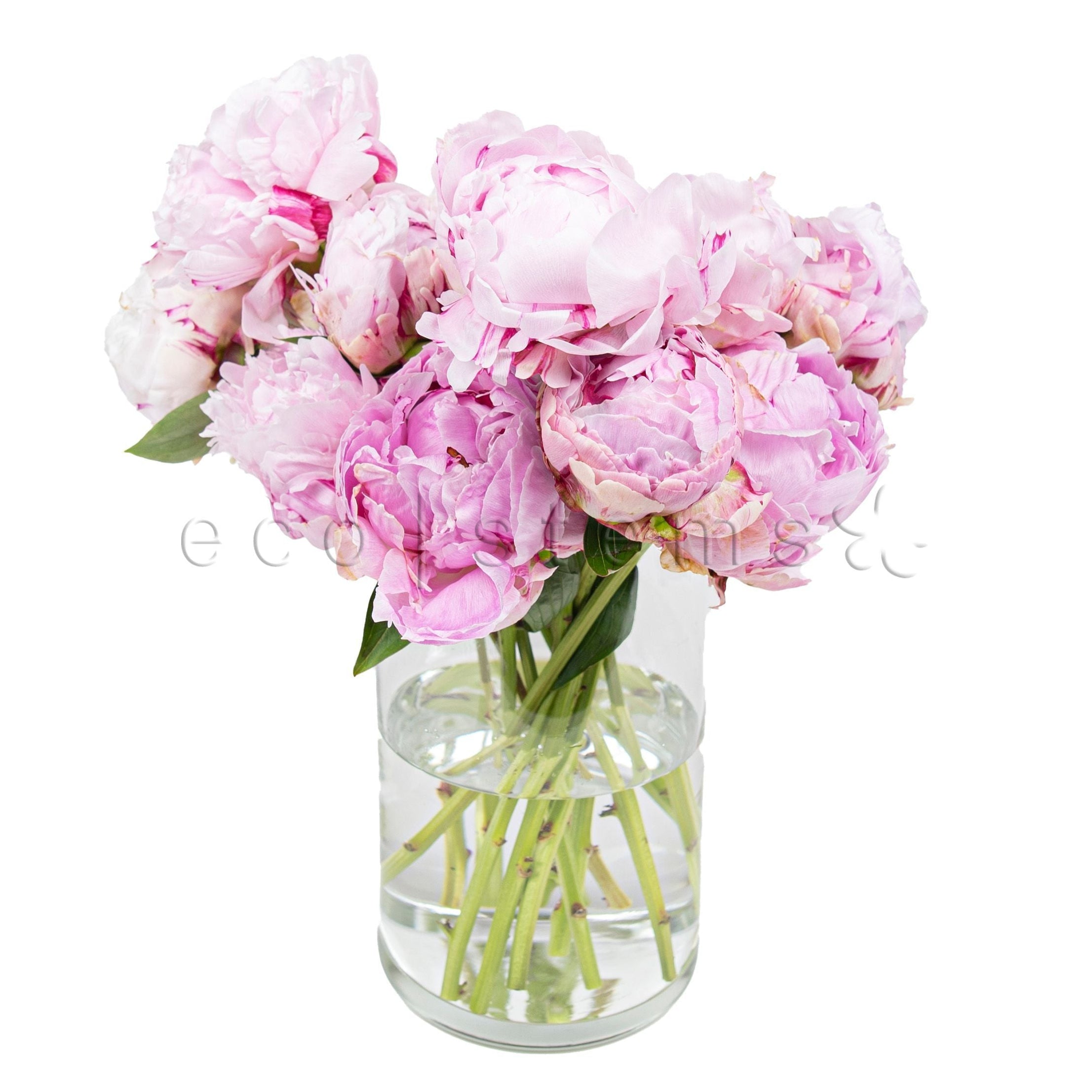 Peonies Fresh Flowers Vase Fresh Flowers Arrangement Toronto