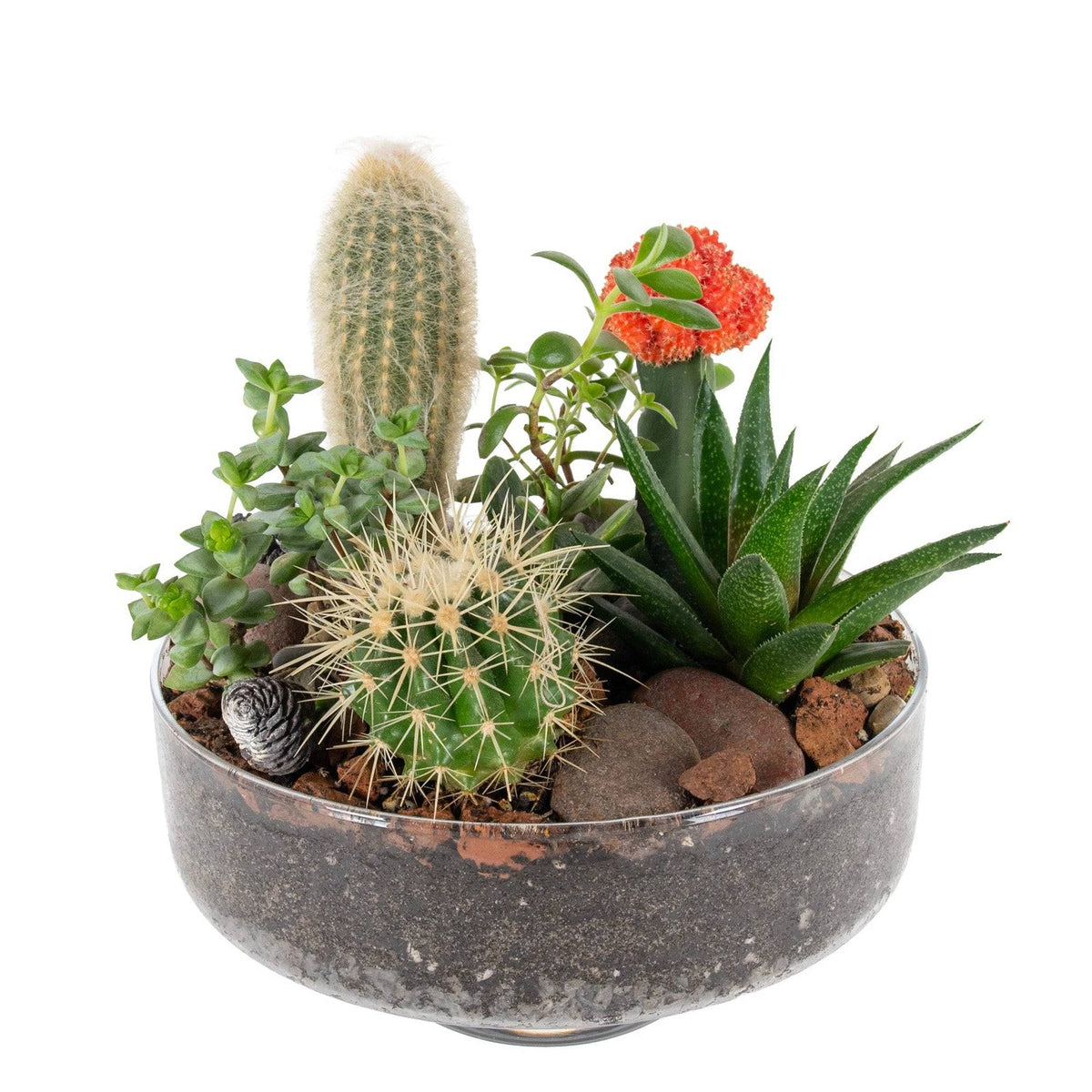 Modern glass terrarium with sun-loving succulents, cacti, and decorative rocks for indoor home decor, SKU: PillarTerrDesertVase3Plt