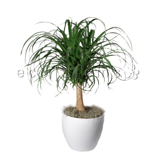 Ponytail Palm Potted Indoor Plant Toronto