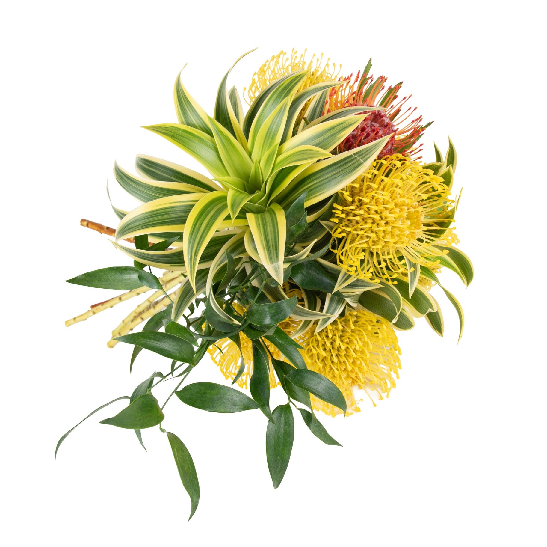 Pincushion Protea Fresh Flowers - Bouquets & Vase Arrangements