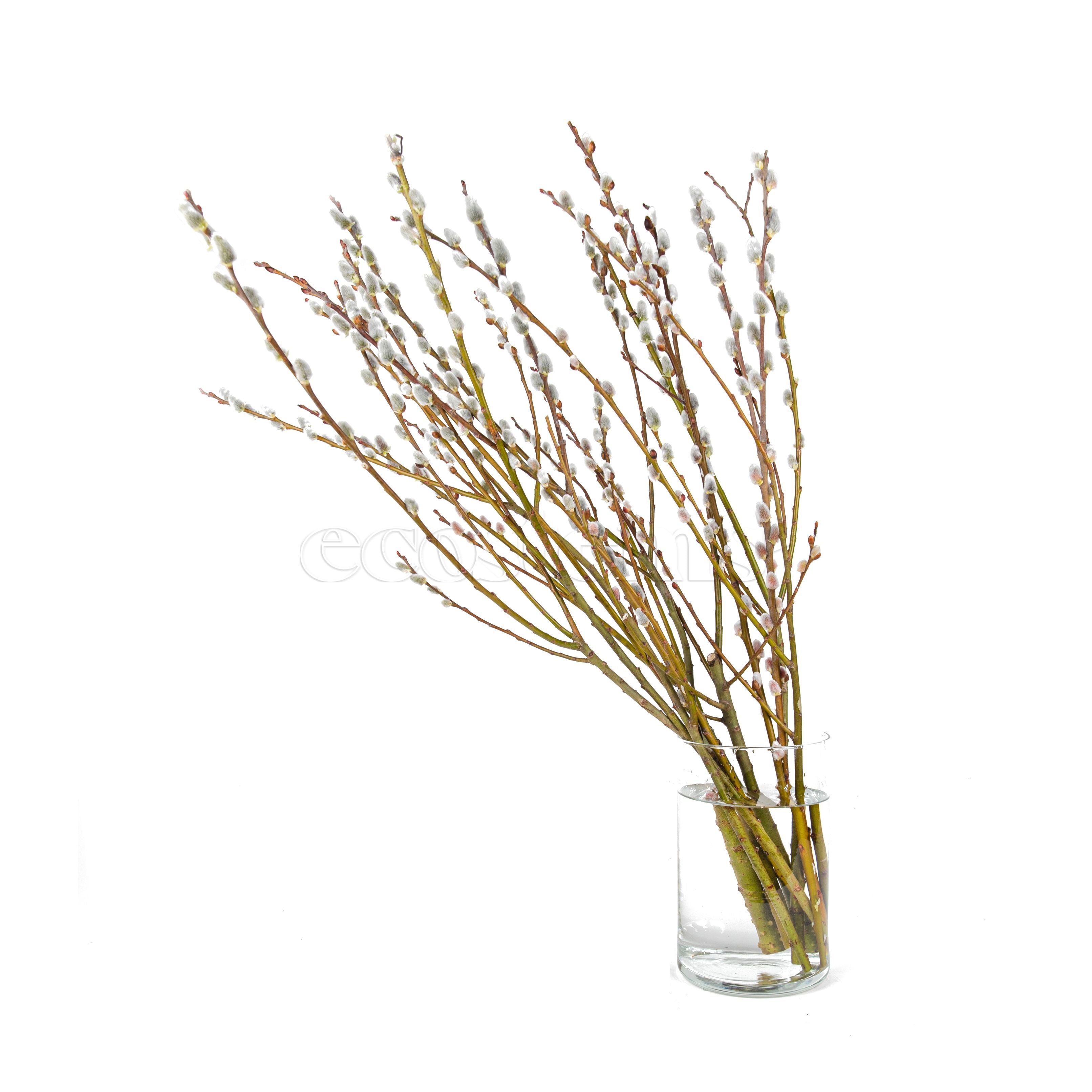 Pussy Willow Branches Floral Art Toronto