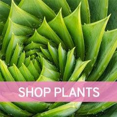 household plant delivery Toronto Ontario