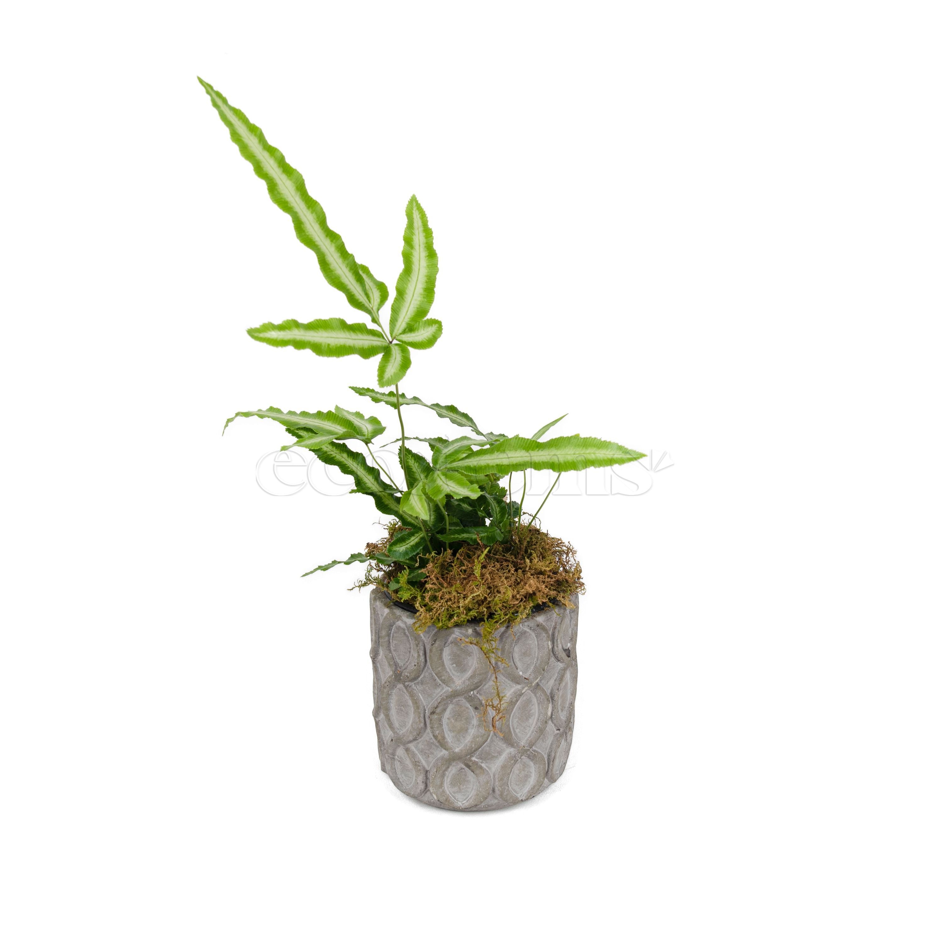 Silver Ribbon Fern Potted Indoor Plant Toronto
