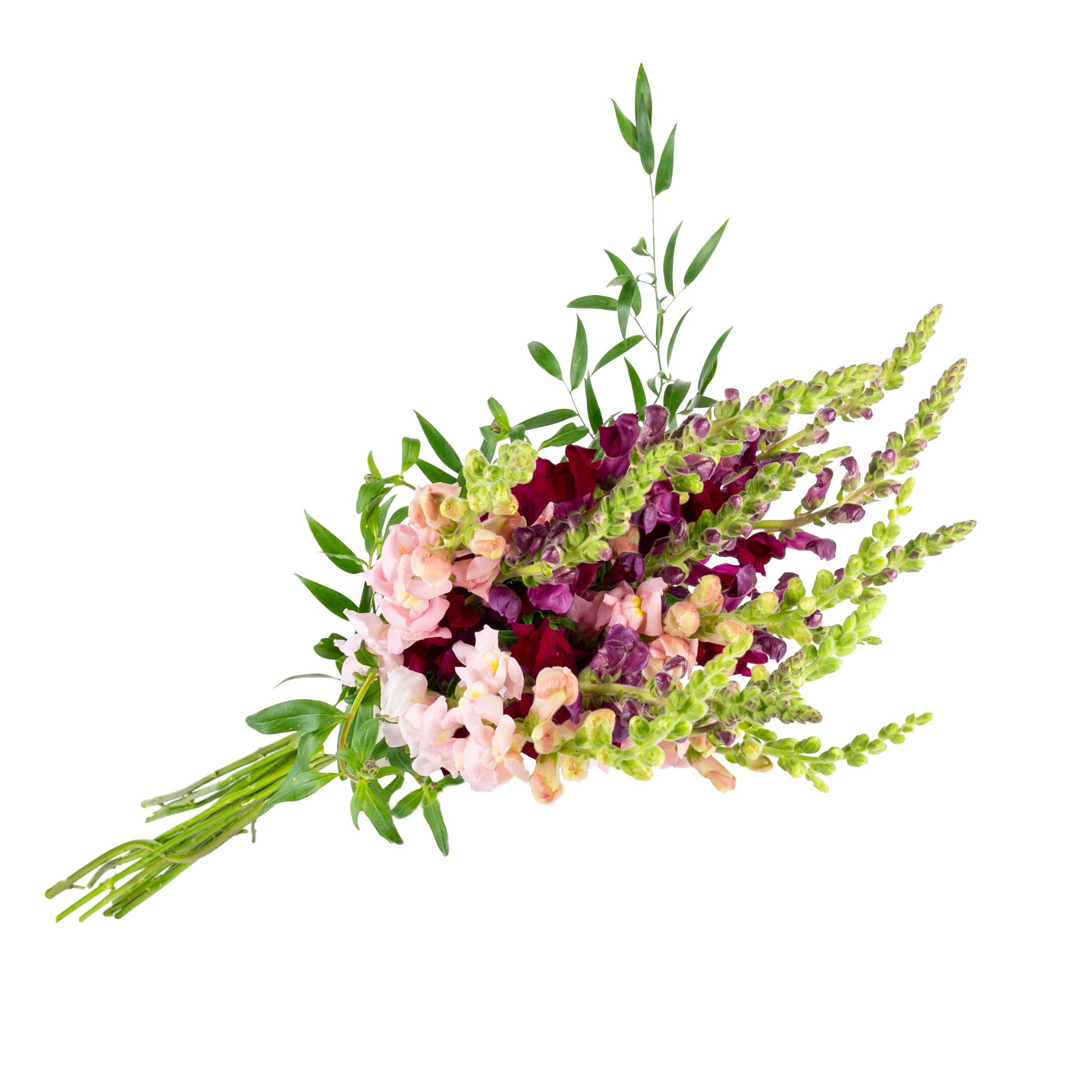 Snapdragons Fresh Flowers - Bouquets & Vase Arrangements