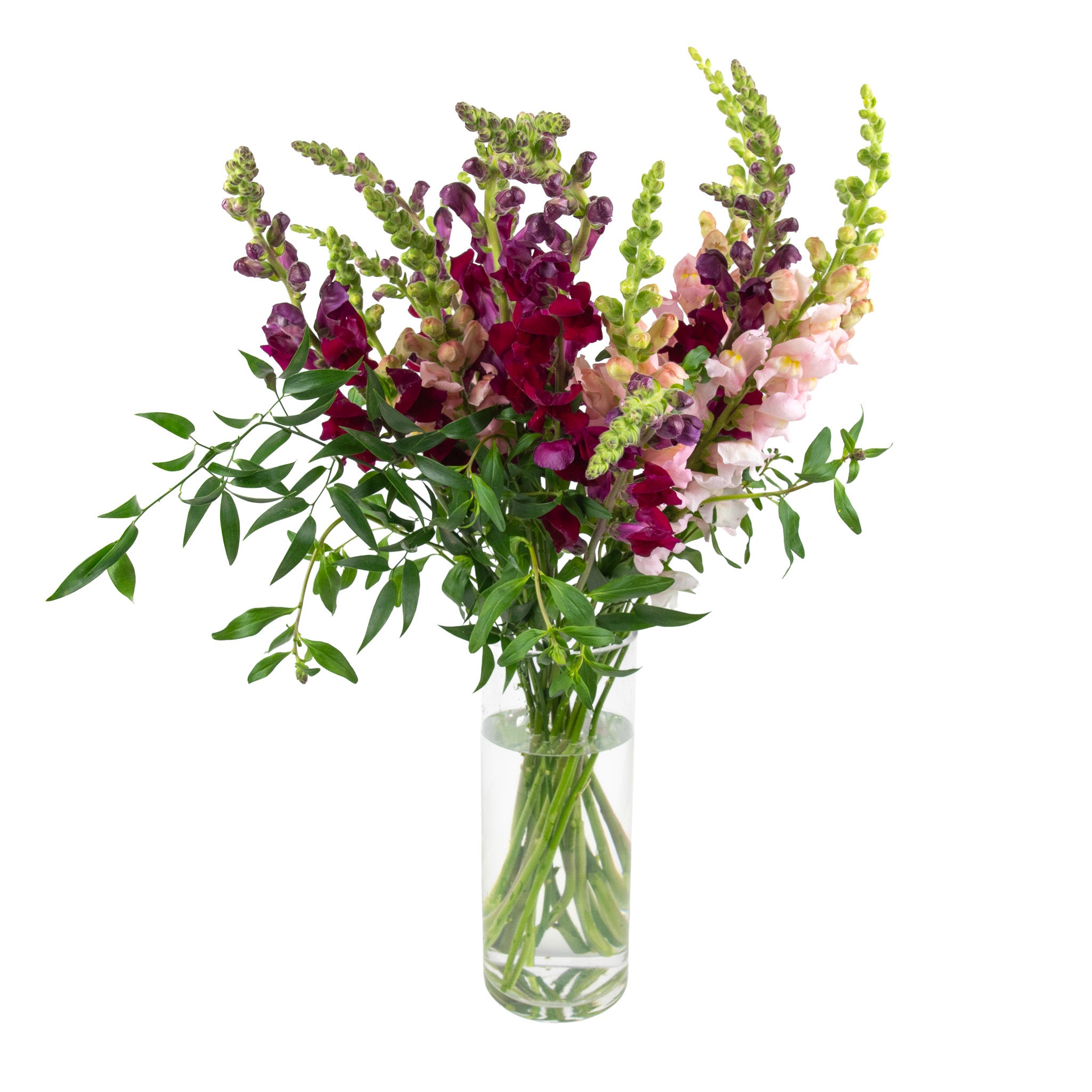 Snapdragons Fresh Flowers - Bouquets & Vase Arrangements