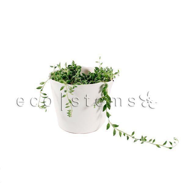 String of Tears Potted Indoor Plant Toronto