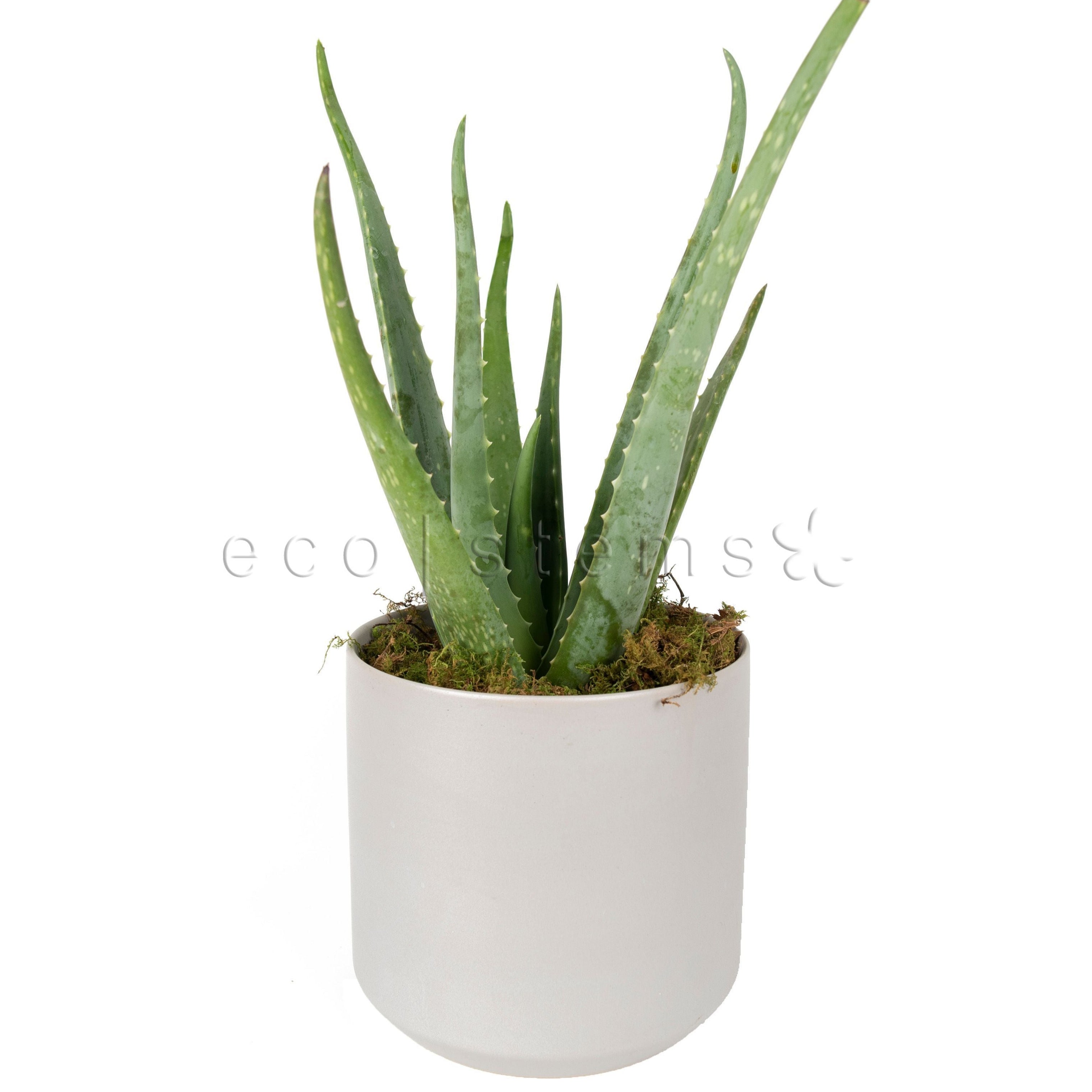 aloe vera plant toronto Aloe Vera Potted Indoor Plant Toronto Delivery