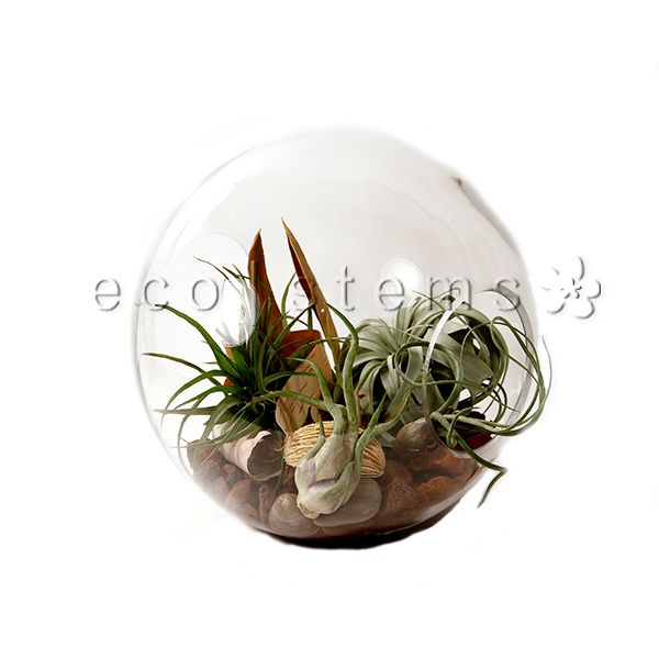 air plants toronto Astro Air Plant Terrarium Toronto Delivery
