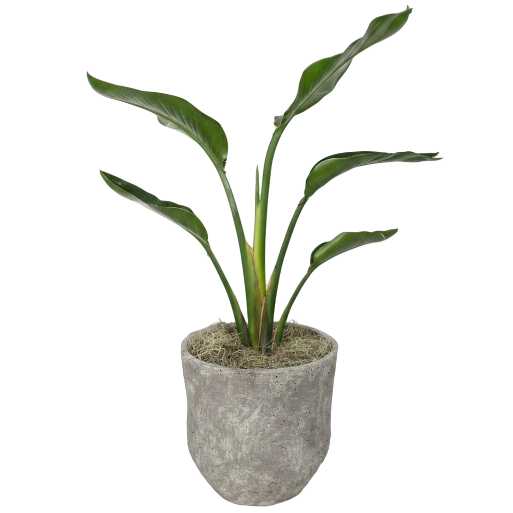 Bird of Paradise Potted Indoor Plant