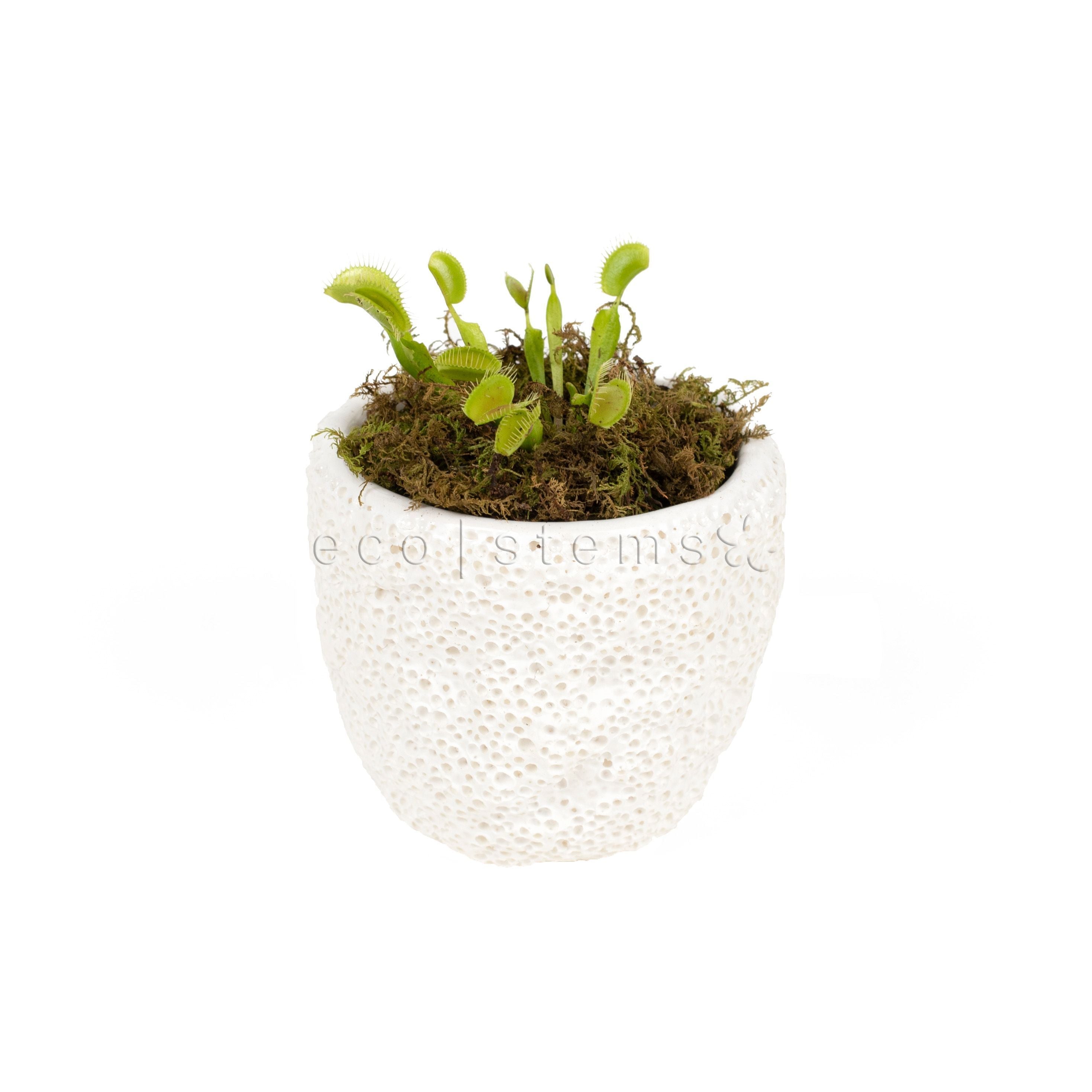 Venus Flytrap Potted Carnivorous Indoor Plant Toronto