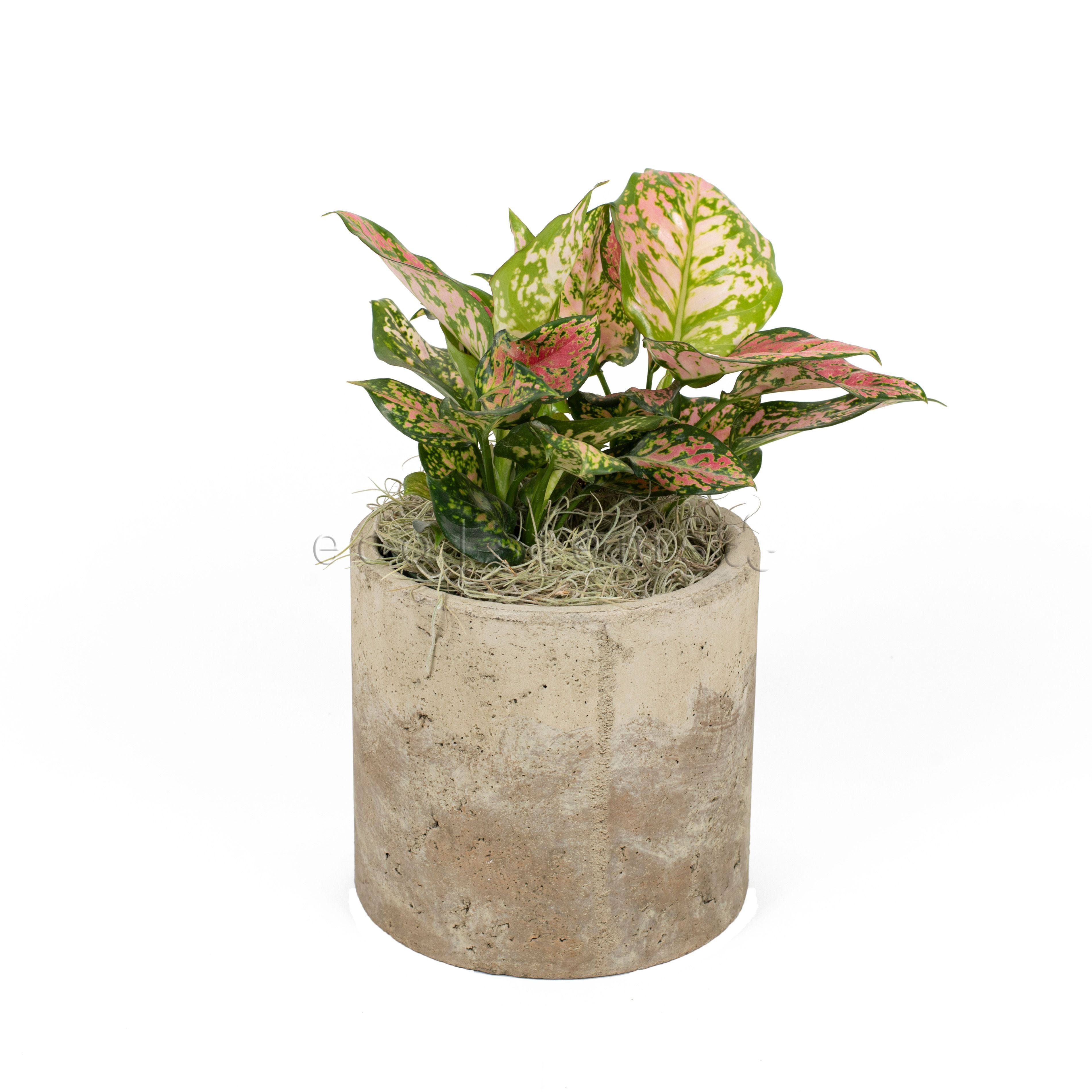 Pink Chinese Evergreen Potted Indoor Houseplant Toronto