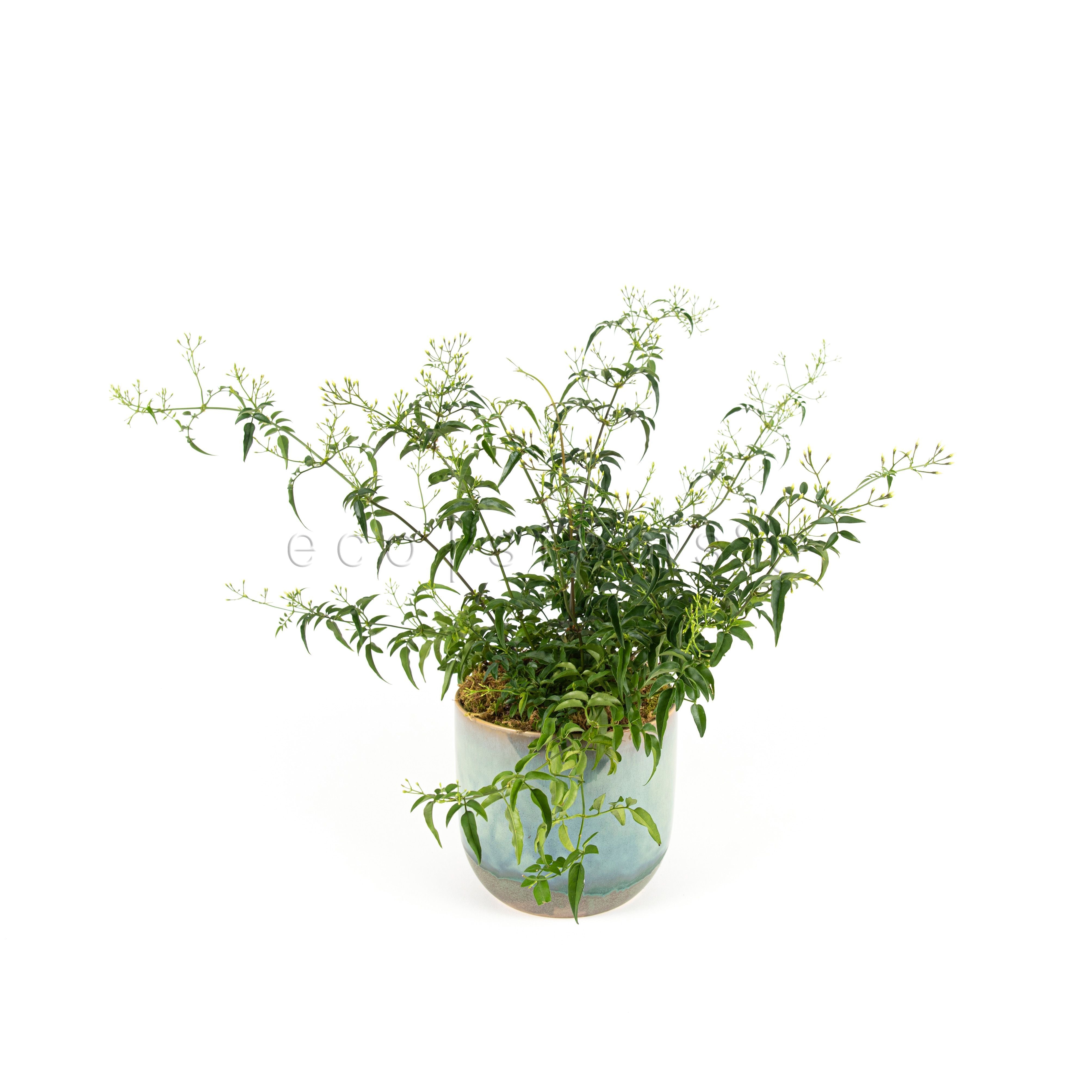 Jasmine Vine Potted Plant Toronto