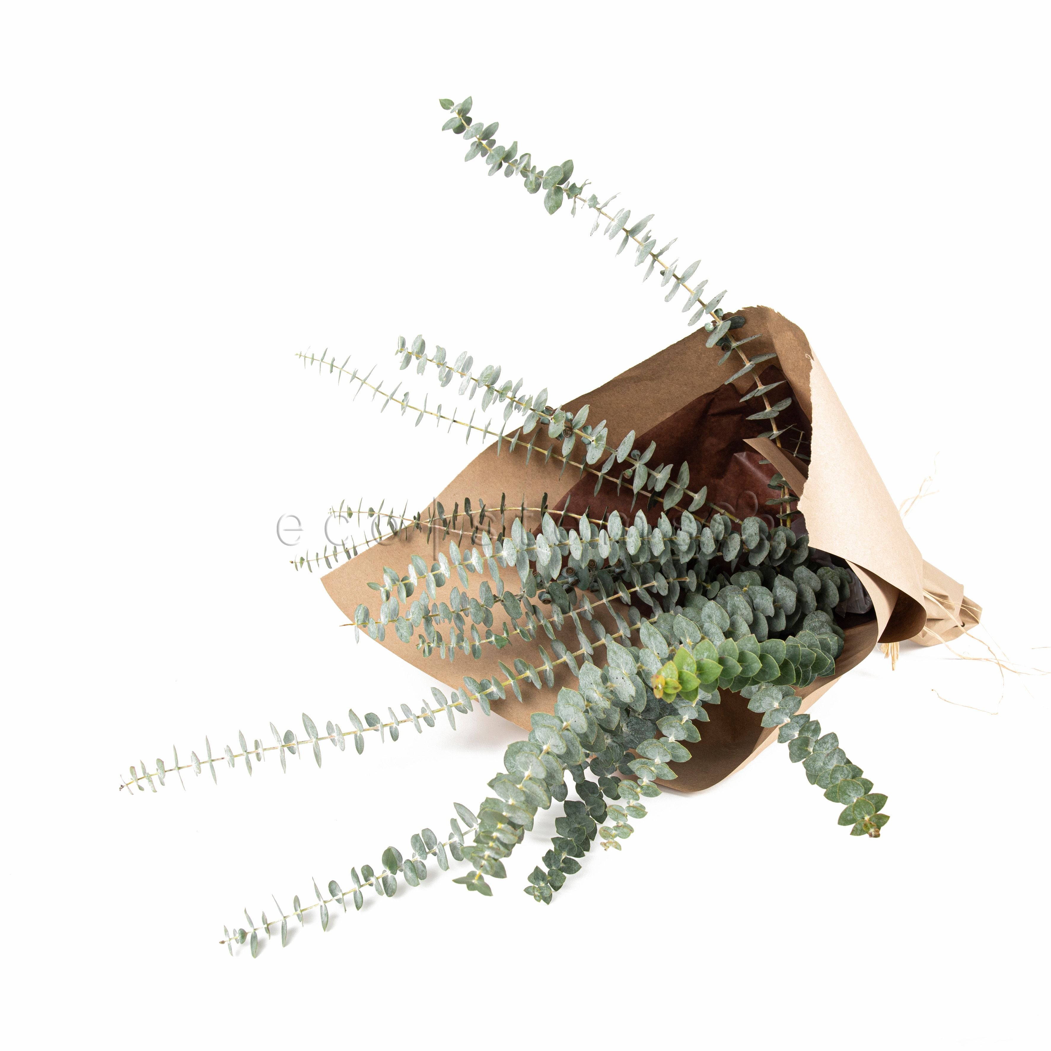 Eucalyptus Bunch Toronto