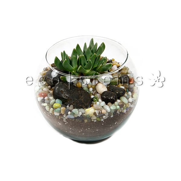 Fishbowl Desert Glass Terrarium Toronto