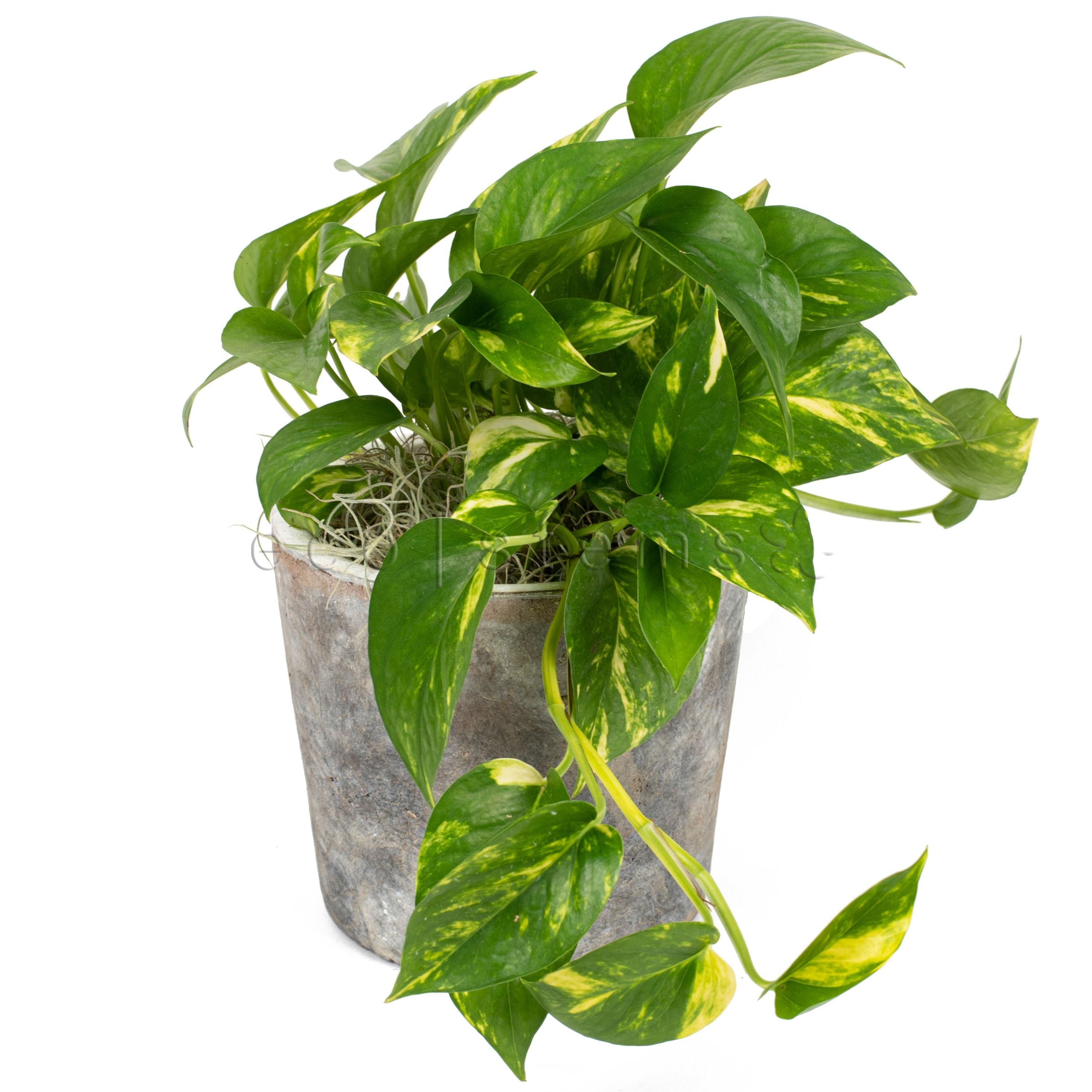 indoor plants toronto Golden Pothos Potted Indoor Plant Toronto Delivery