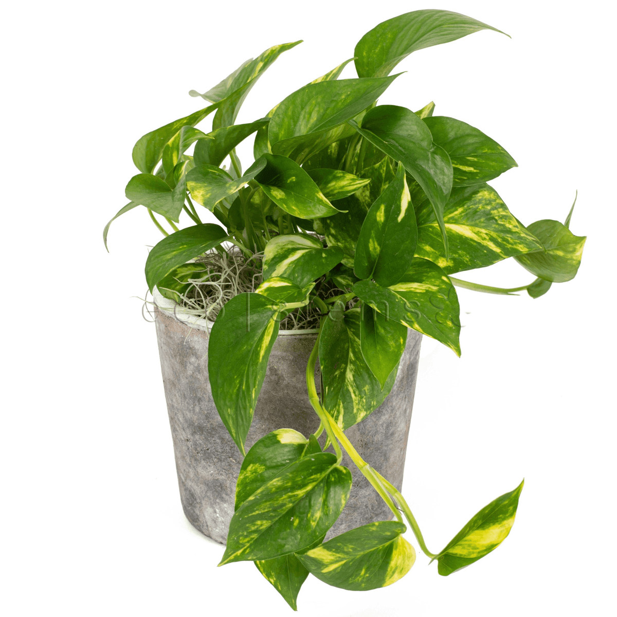 Green variegated pothos plant with heart-shaped leaves in a rustic pot, ideal for indoor decor and air purification